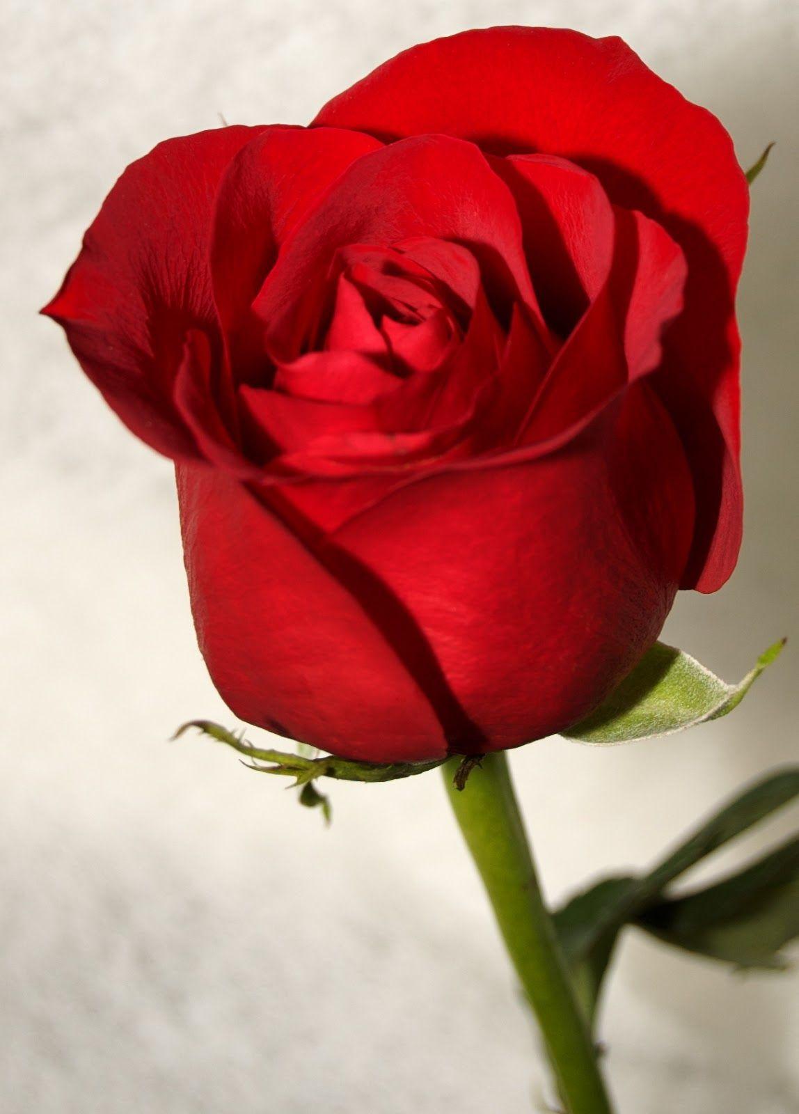 beautiful roses image