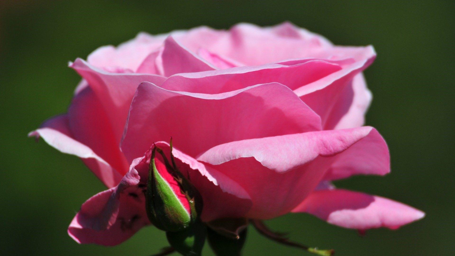 Beautiful Nice HD Pink Rose Wallpaper Download