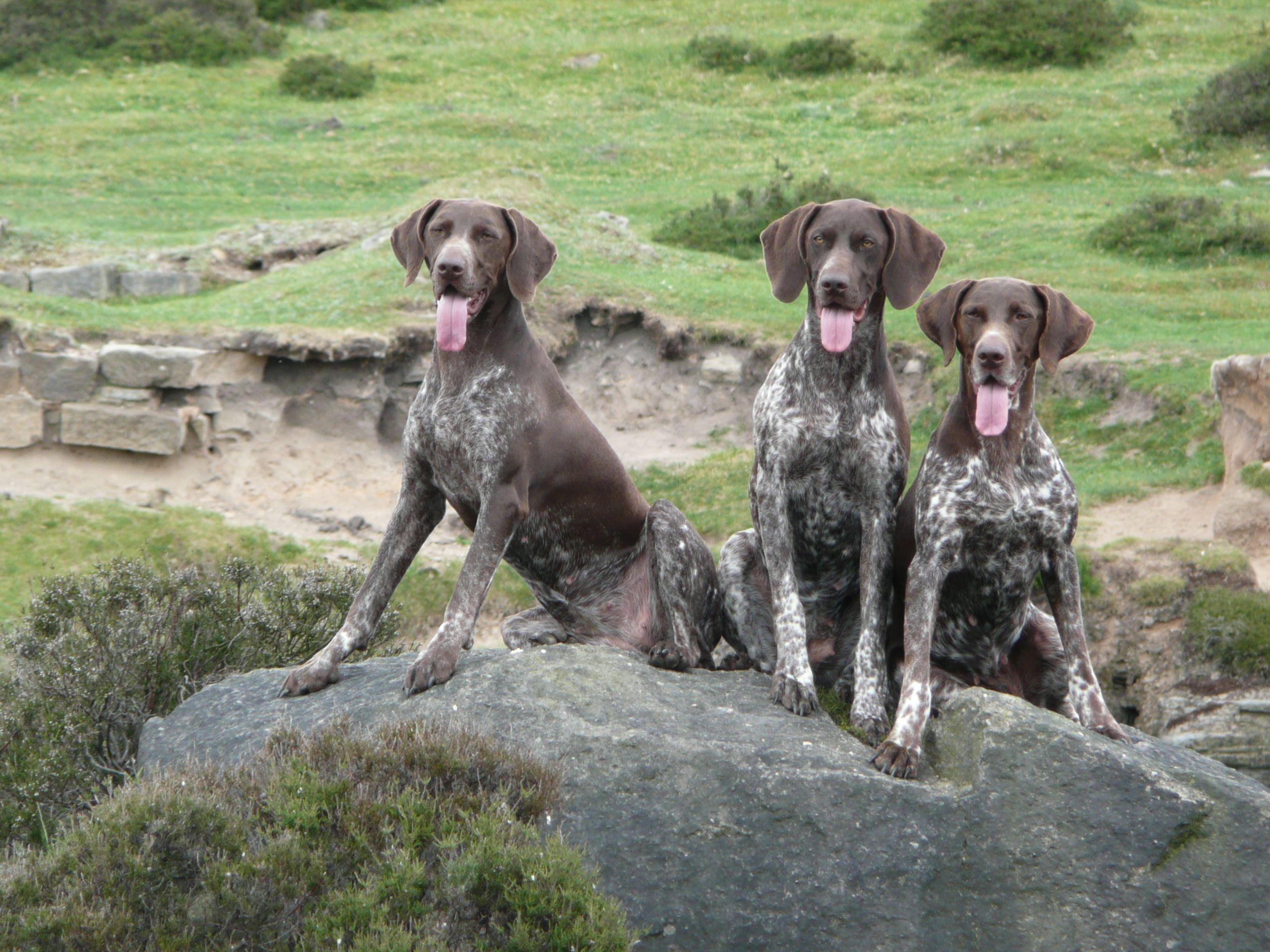 German Shorthaired Pointer-good long distance running dogs