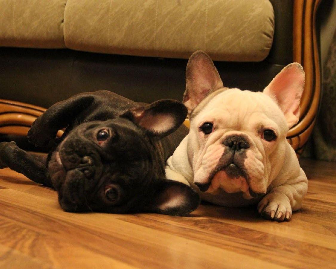 French Bulldogs Wallpaper Apps on Google Play