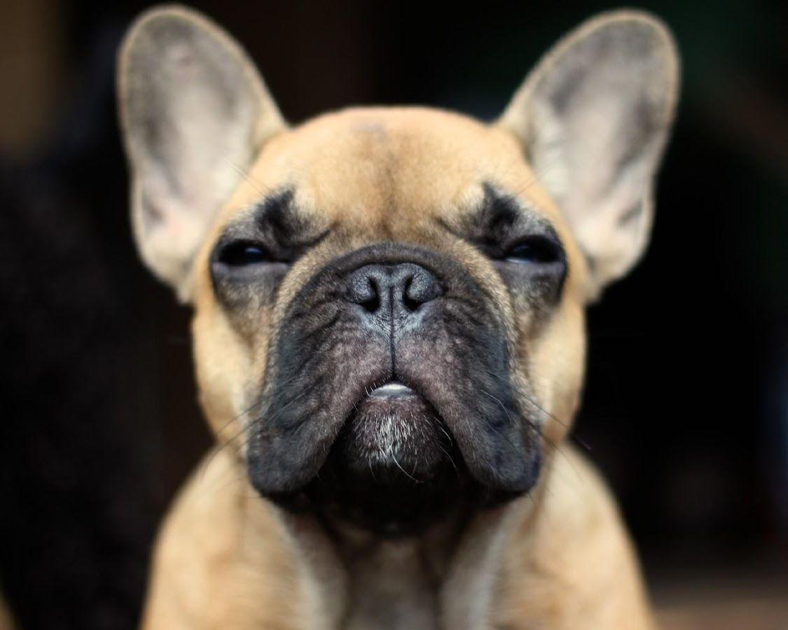 French Bulldogs Wallpaper Apps on Google Play