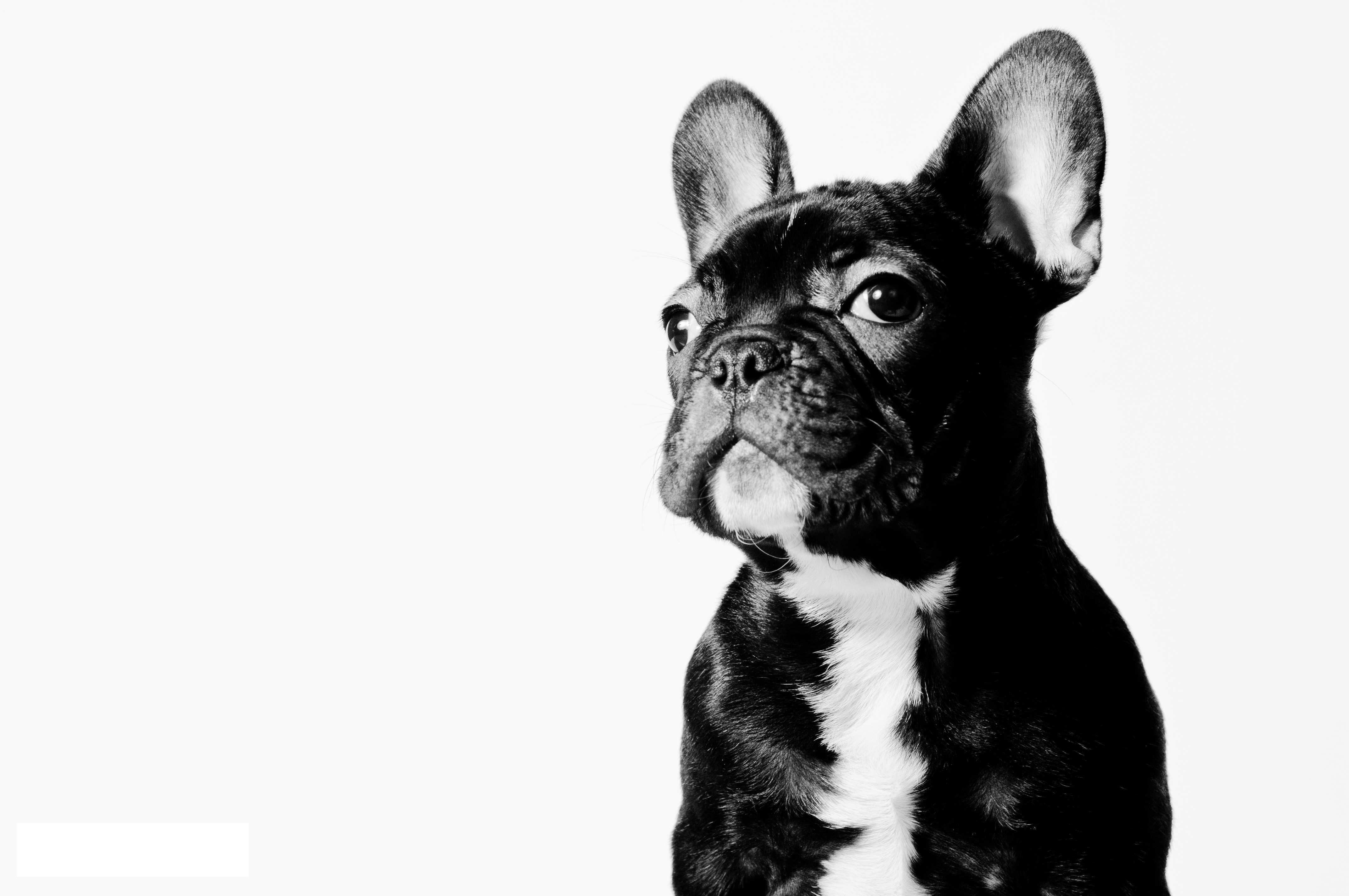 Things You Need To Know About French Bulldog And My Pet