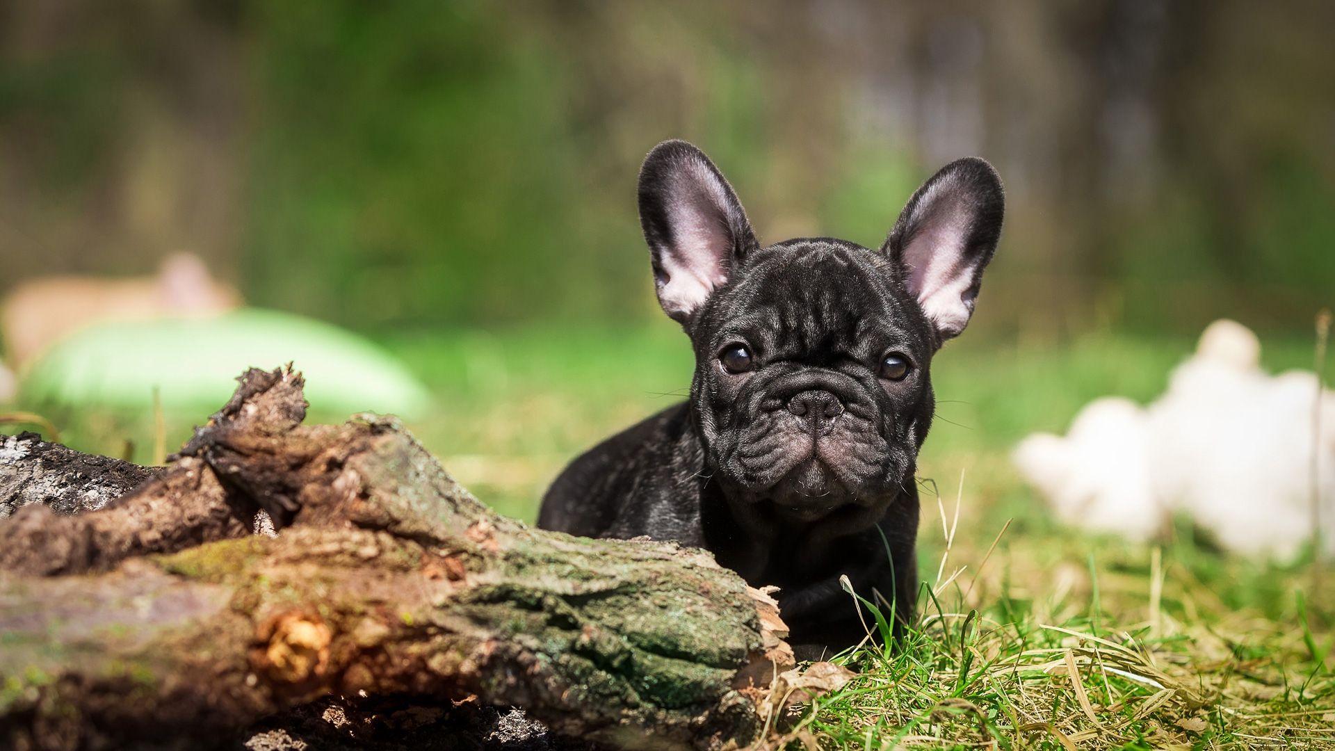 French Bulldog Puppy, Black, Grass）HD Dog Wallpaper