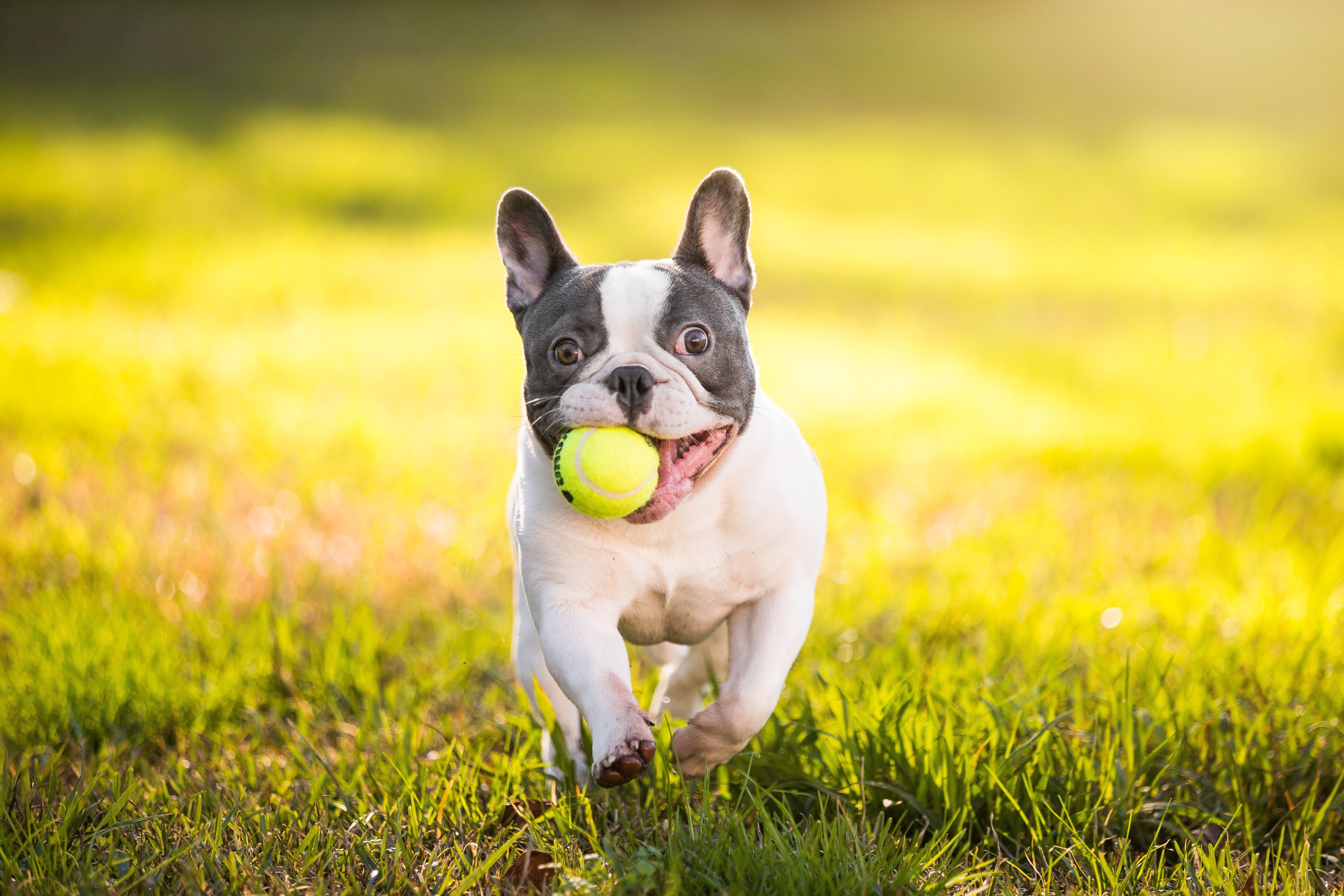 Free Download French Bulldog Hd Wallpapers In High Re - vrogue.co