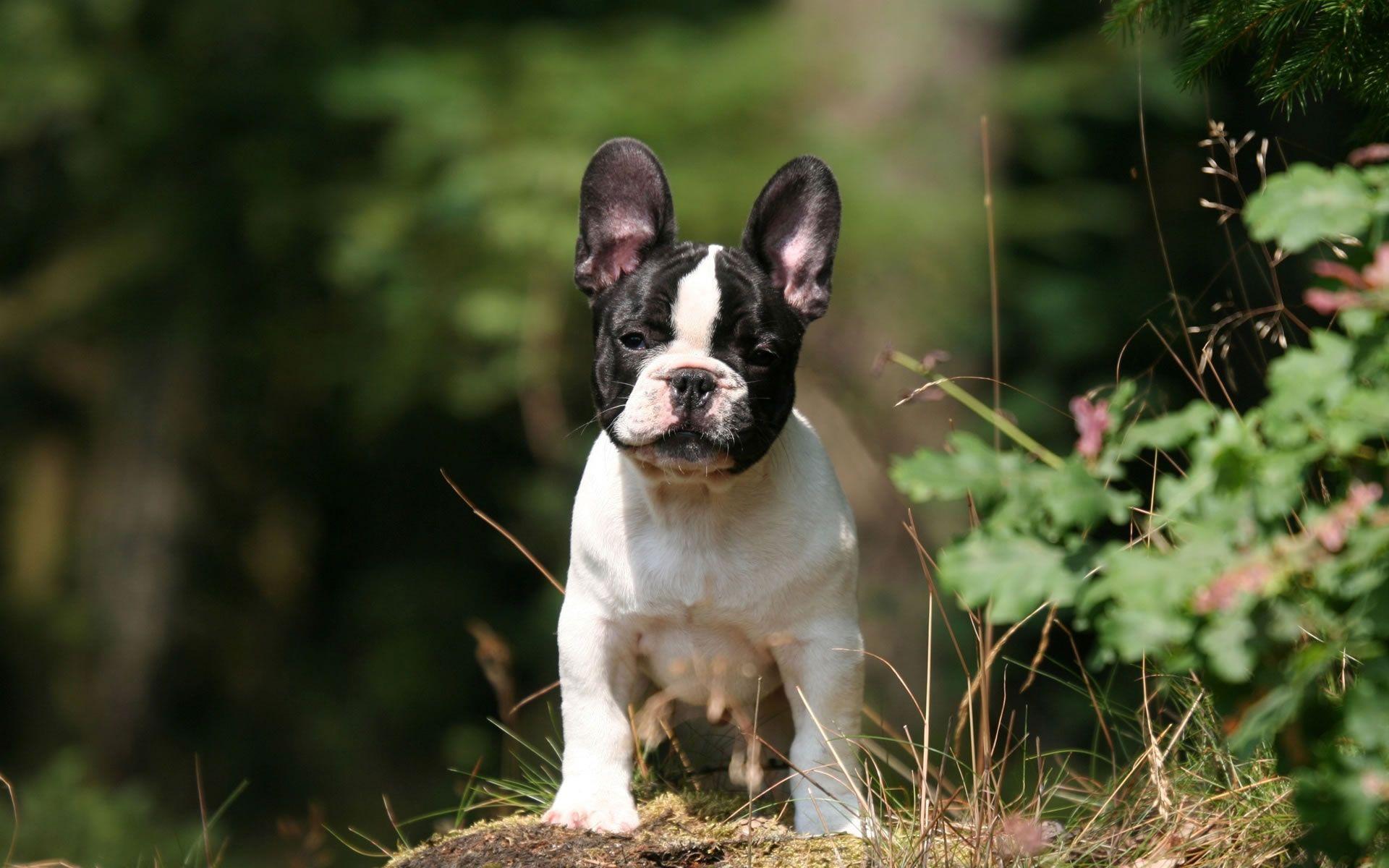 French Bulldog puppy wallpaper Doggy Rocks