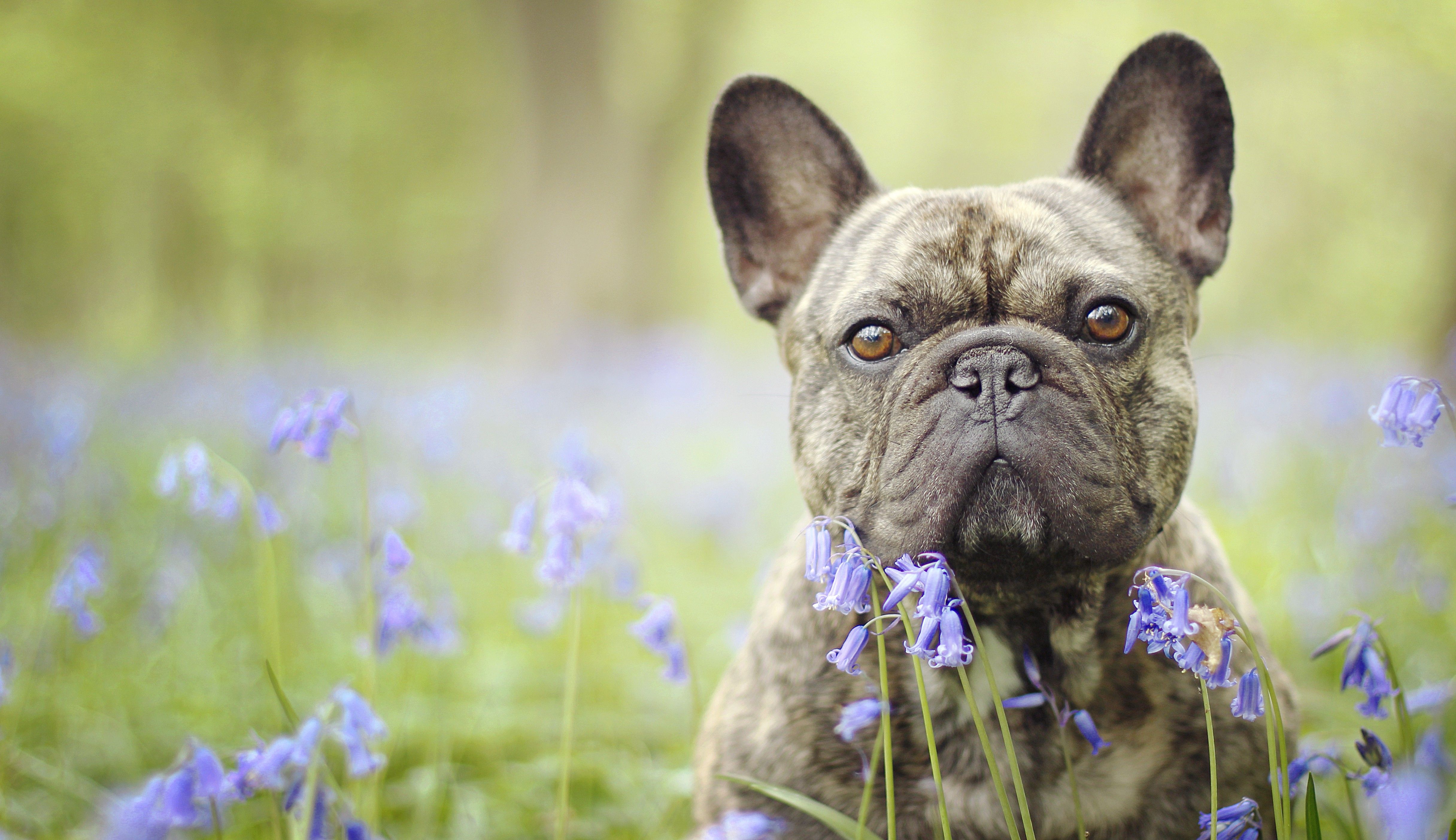 French Bulldogs Wallpapers - Wallpaper Cave
