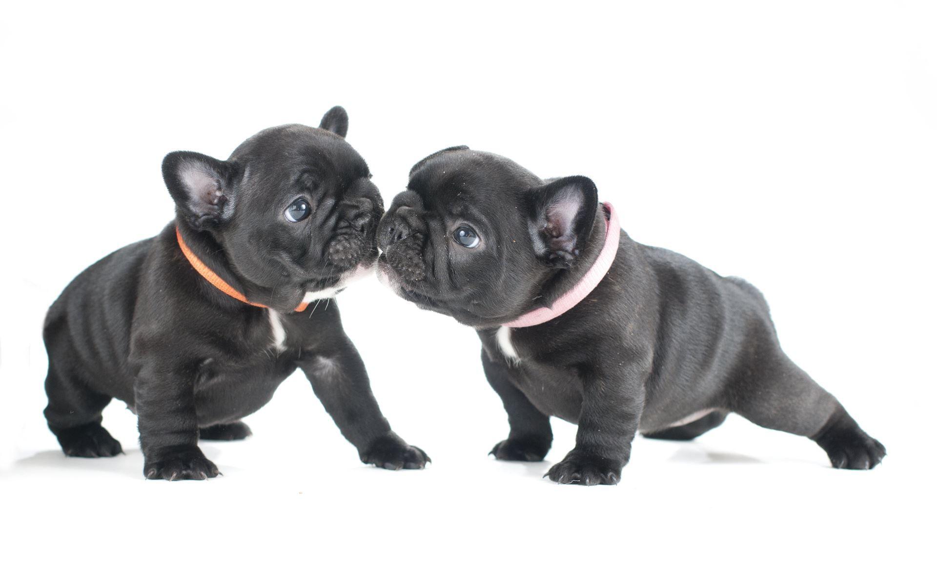 French Bulldogs Wallpapers - Wallpaper Cave