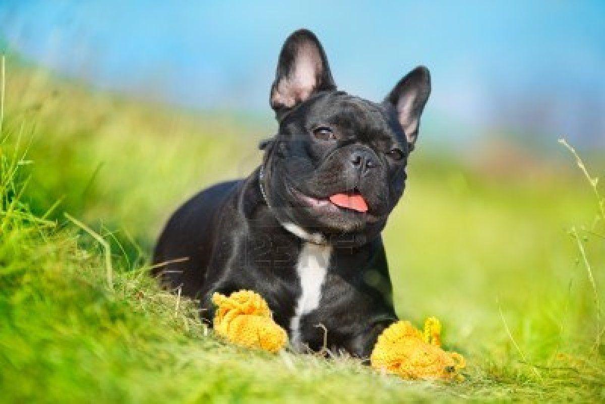 French Bulldogs HD Wallpaper Apps On Google Play