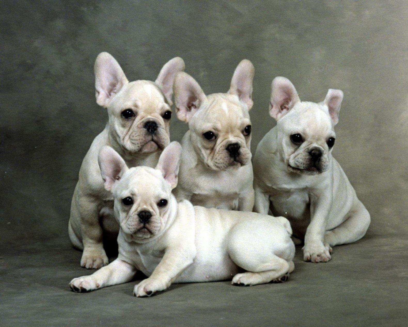Animal French Bulldog Wallpaper. I want a dog