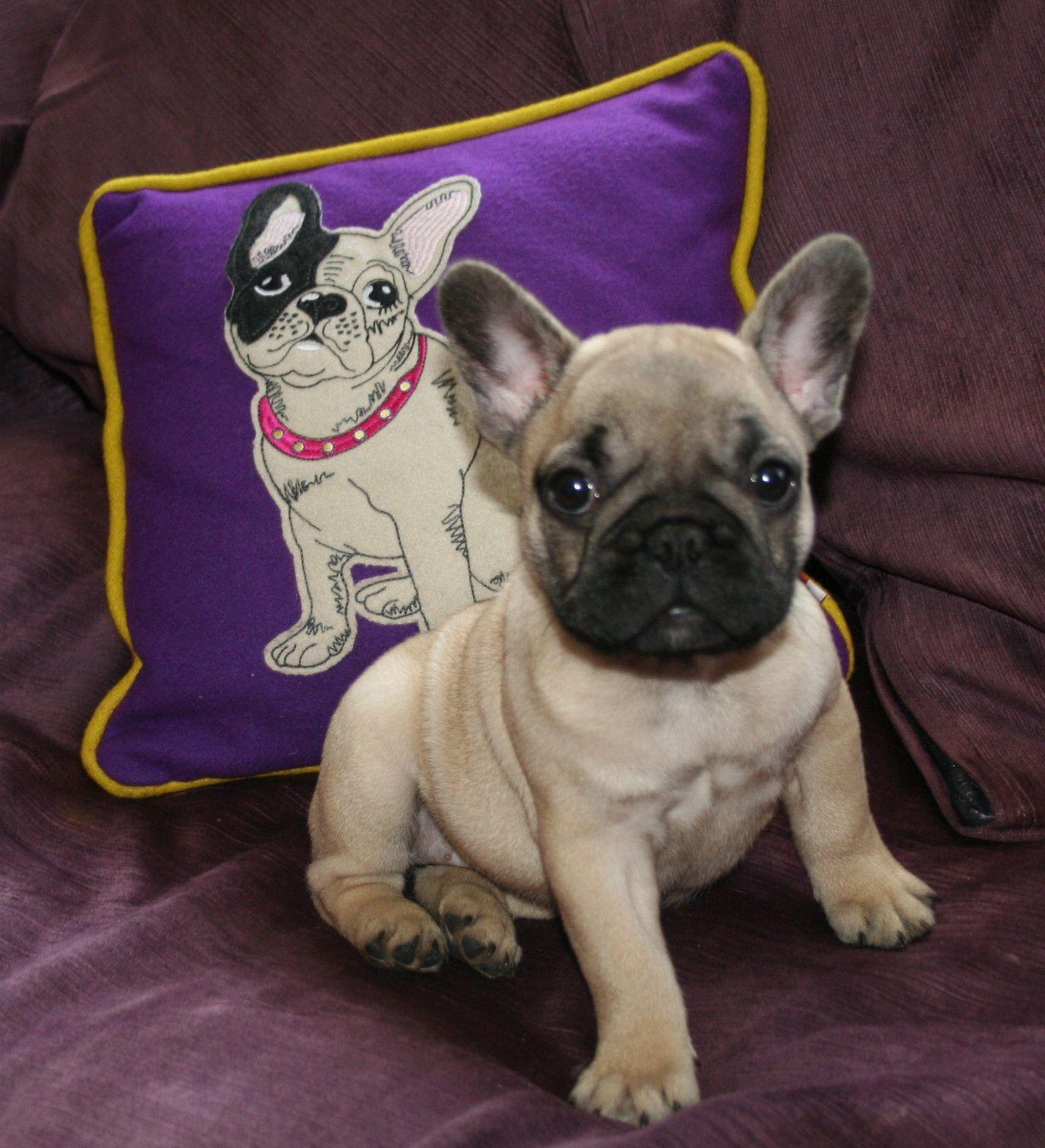 French Bulldog on a purple background photo and wallpaper