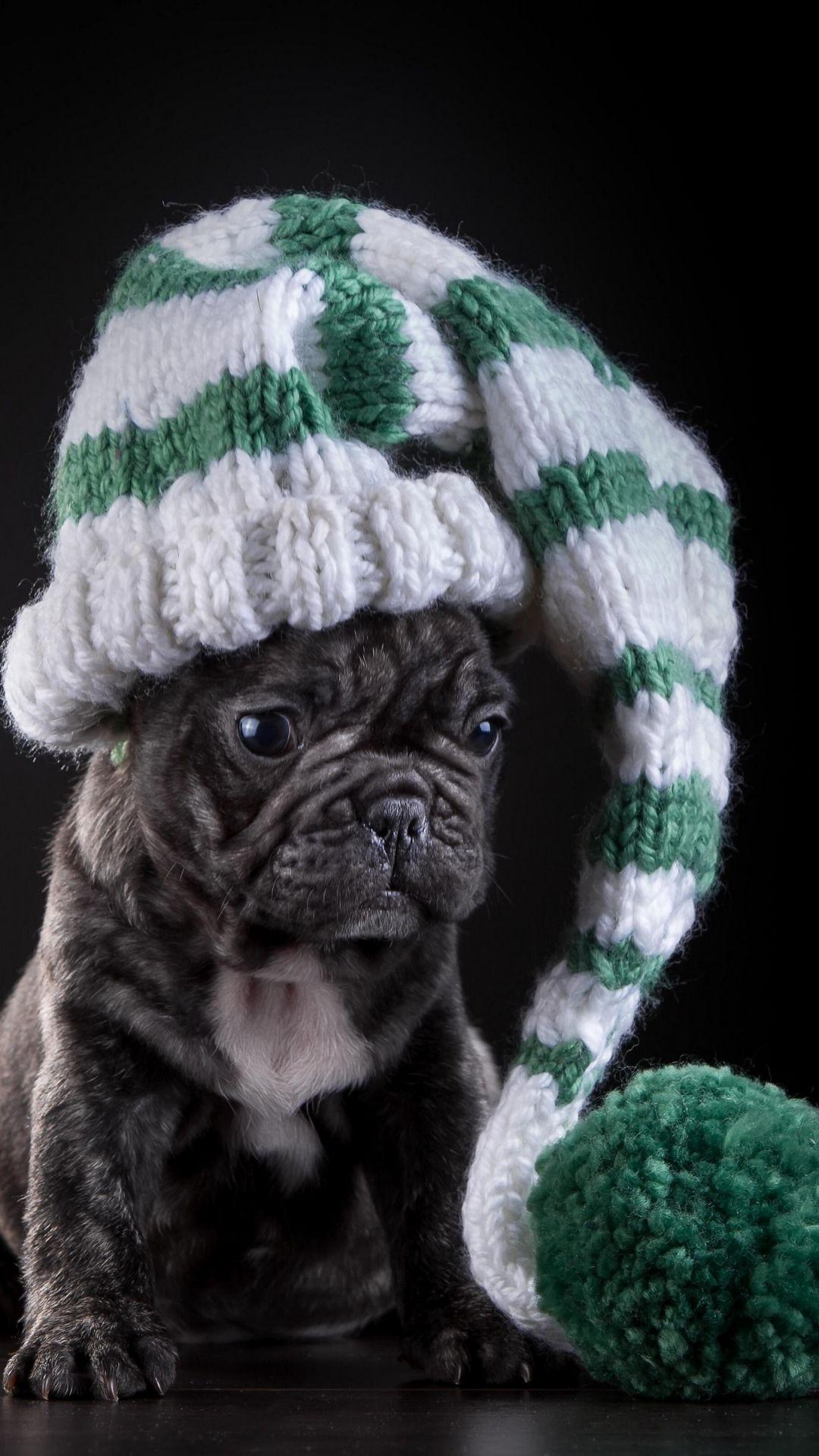 Animal French Bulldog (1080x1920) Wallpaper