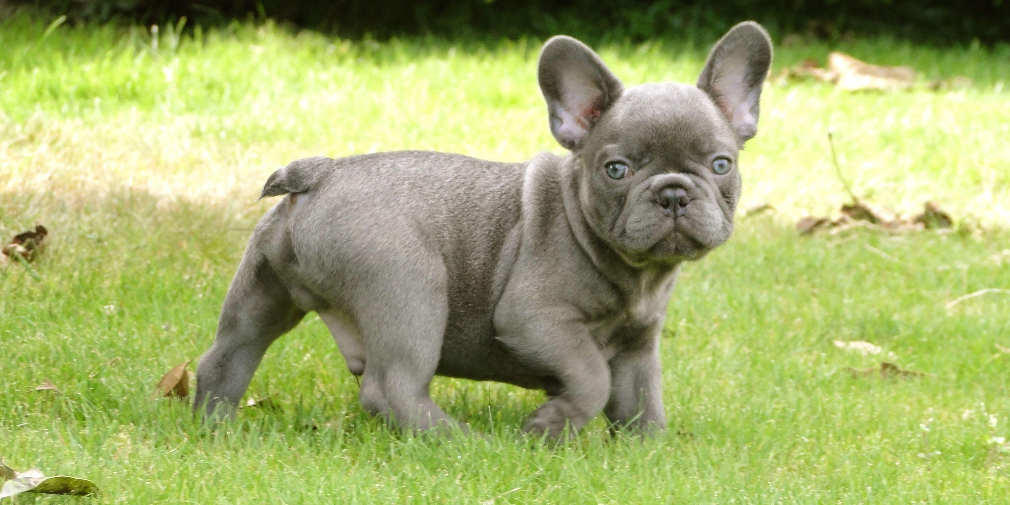 French Bulldogs Wallpapers Wallpaper Cave