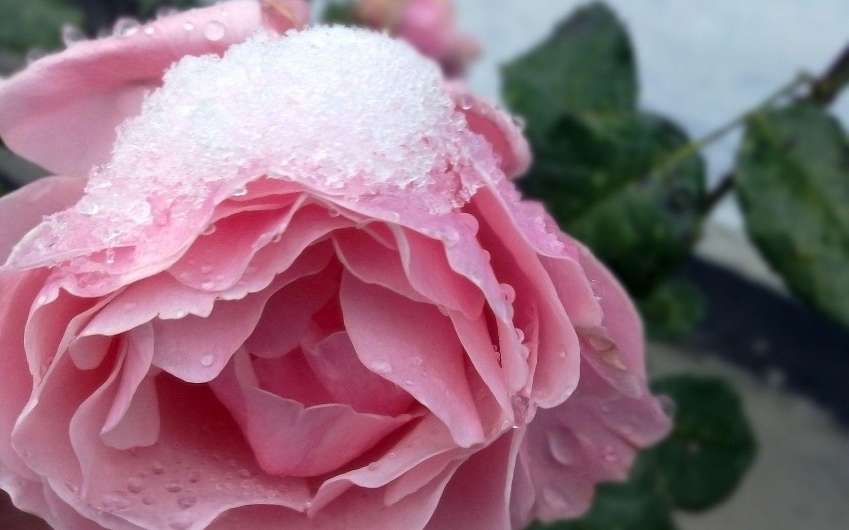 Flowers: Green Snow Winter Flower White Rose Pink Touch Tapet
