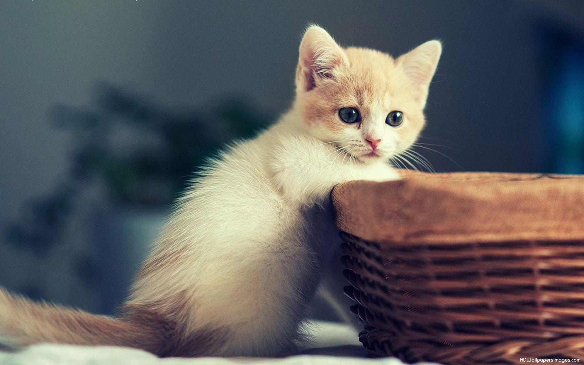 Cute Kitten Wallpapers For Desktop