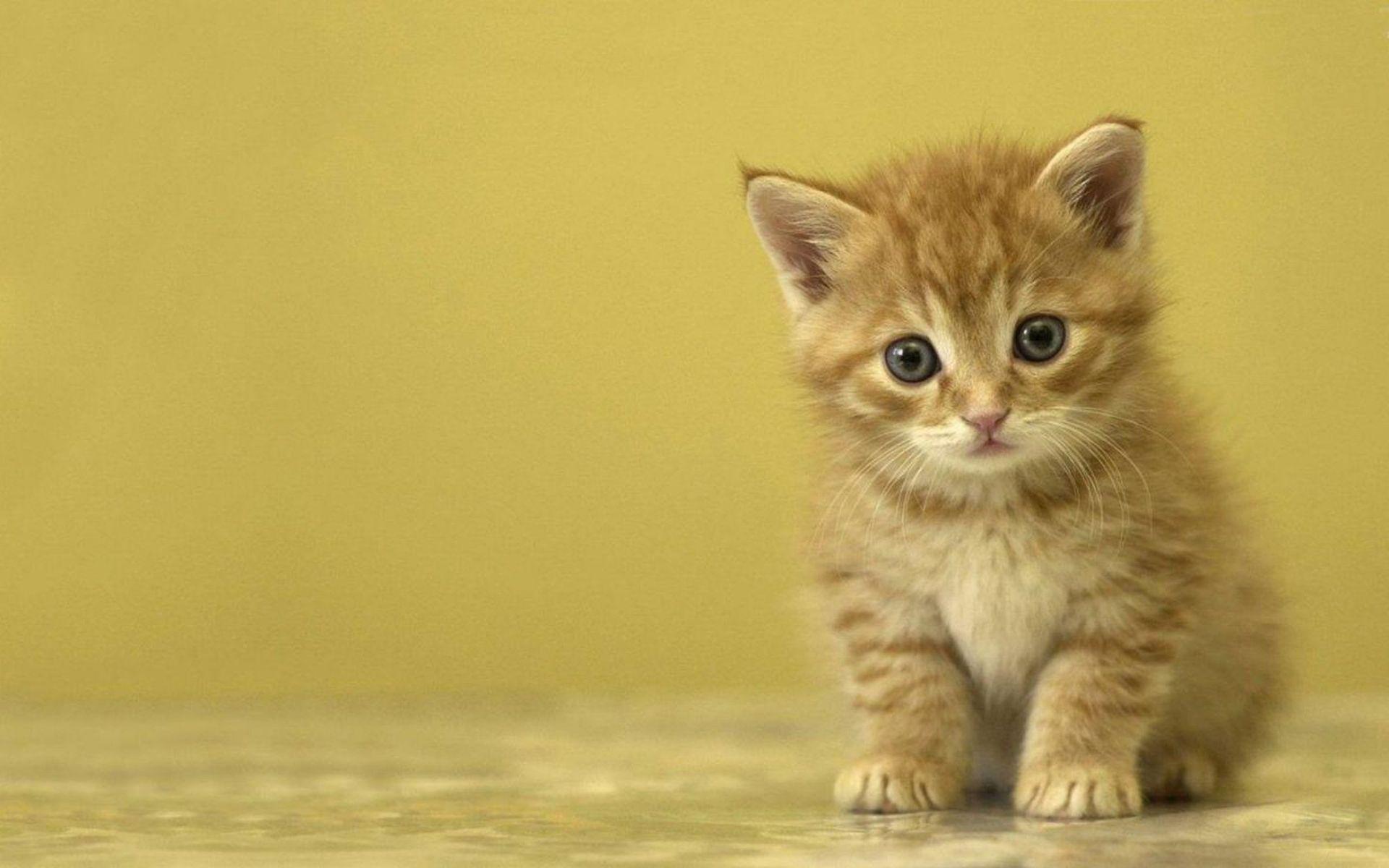 Cute Kitten Backgrounds Wallpapers