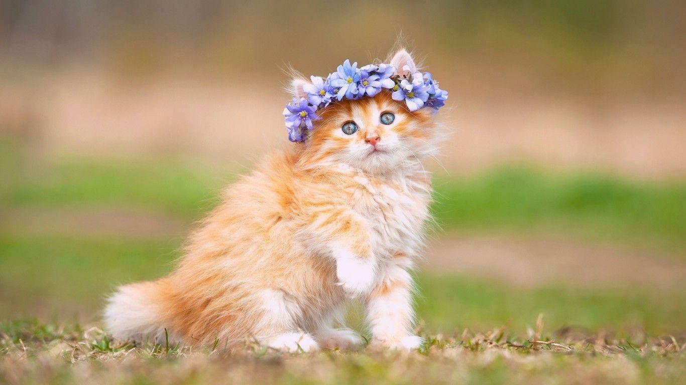 Wallpapers Cute Kitten, Adorable, Hairband, HD, Animals,