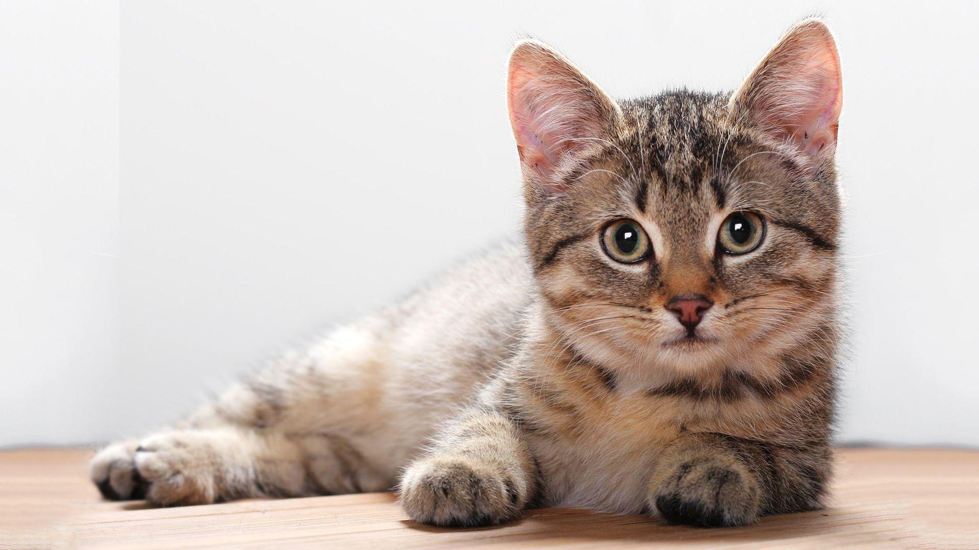 Cute Kitten HD Wallpapers