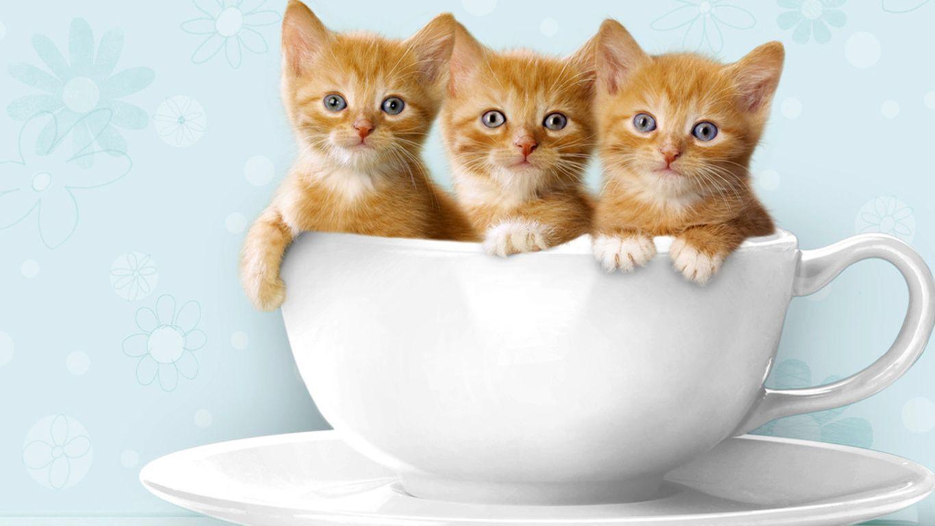 Cute Kittens Hd Wallpapers Free Download 3D