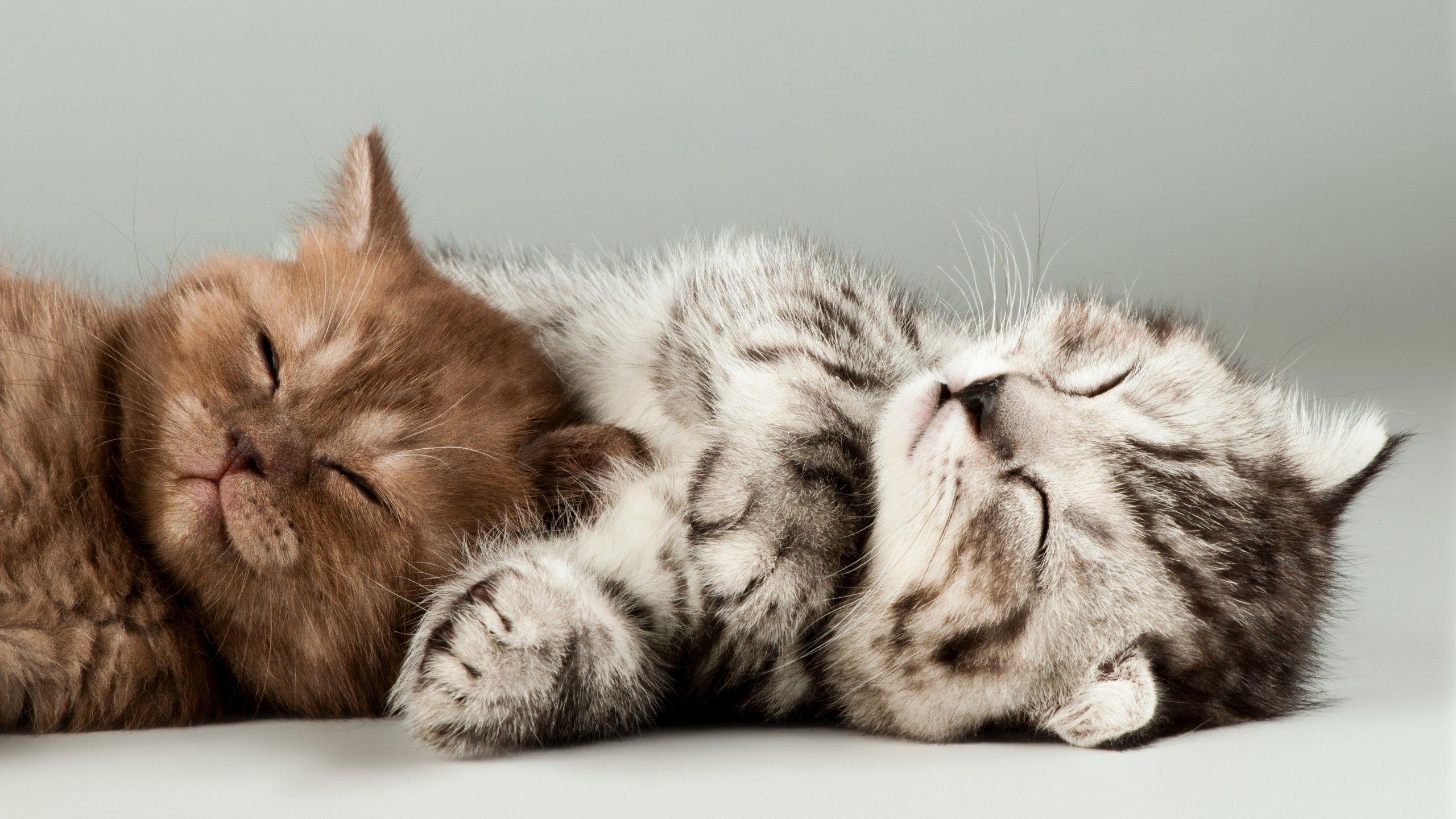 Wallpapers Cute kittens, Cats, HD, 4K, Animals,