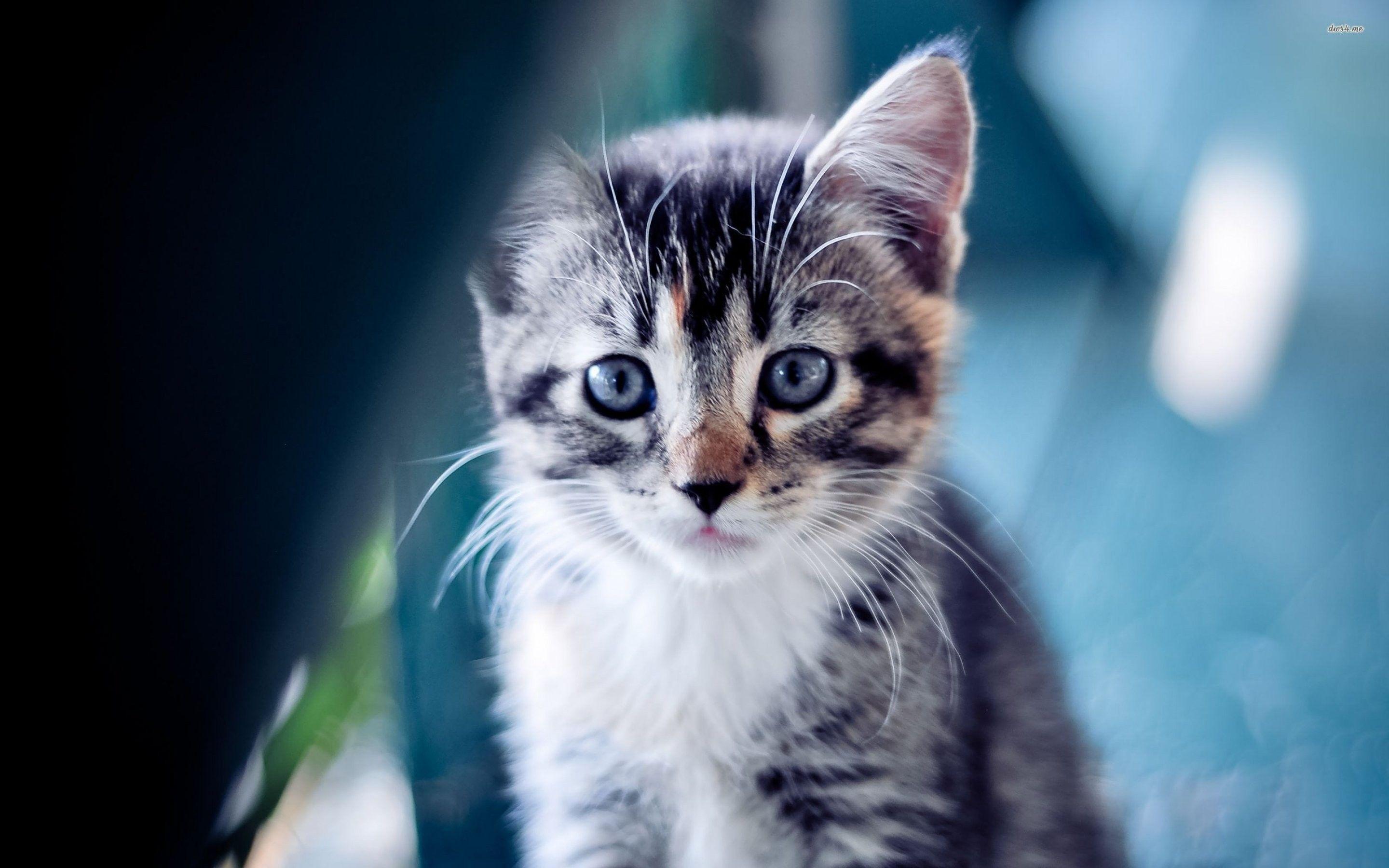 Baby Animals: Baby Cats Cute Kittens Cat Kitten Hd Animals
