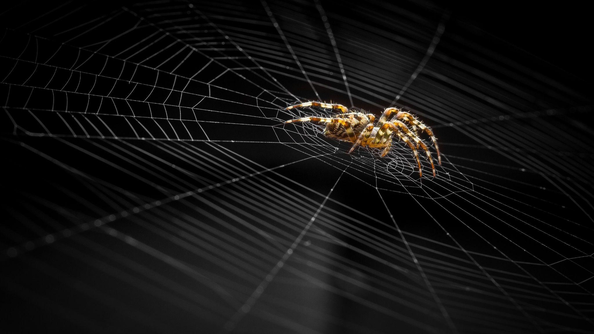 Web Spider wallpaper
