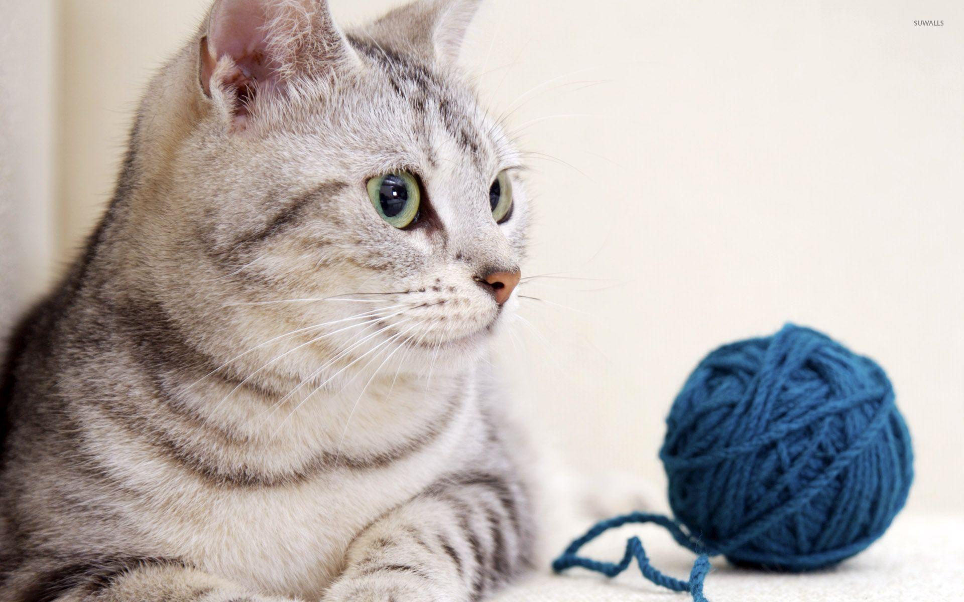 Cat looking at the yarn ball wallpaper wallpaper