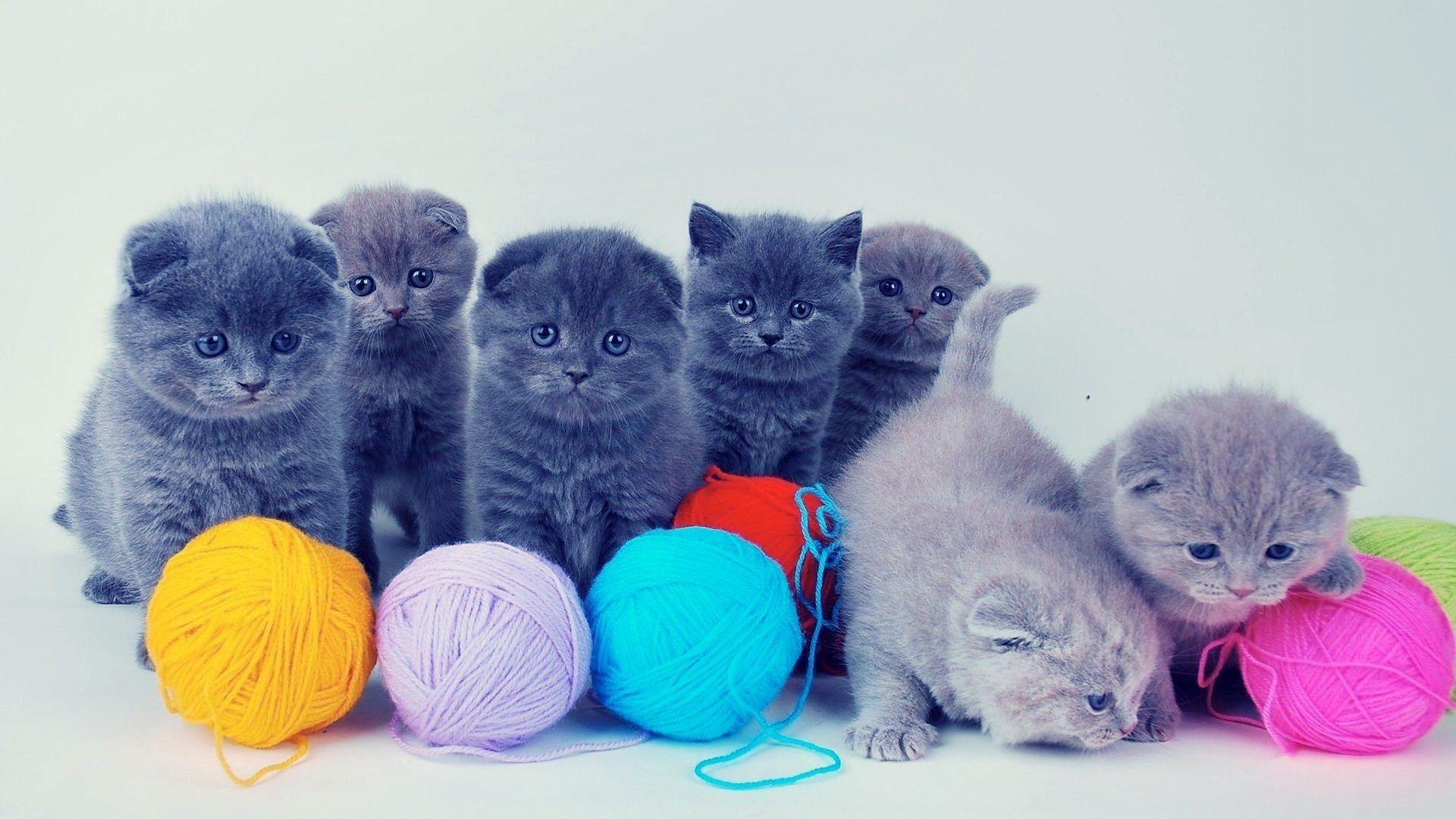 cats animals yarn 1920x1080 wallpaper High Quality Wallpaper, High