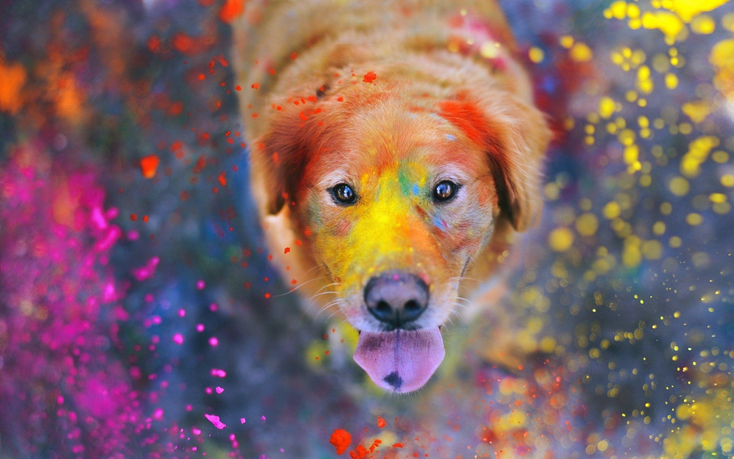 Dog Enjoying Holi Festival HD Wallpaper