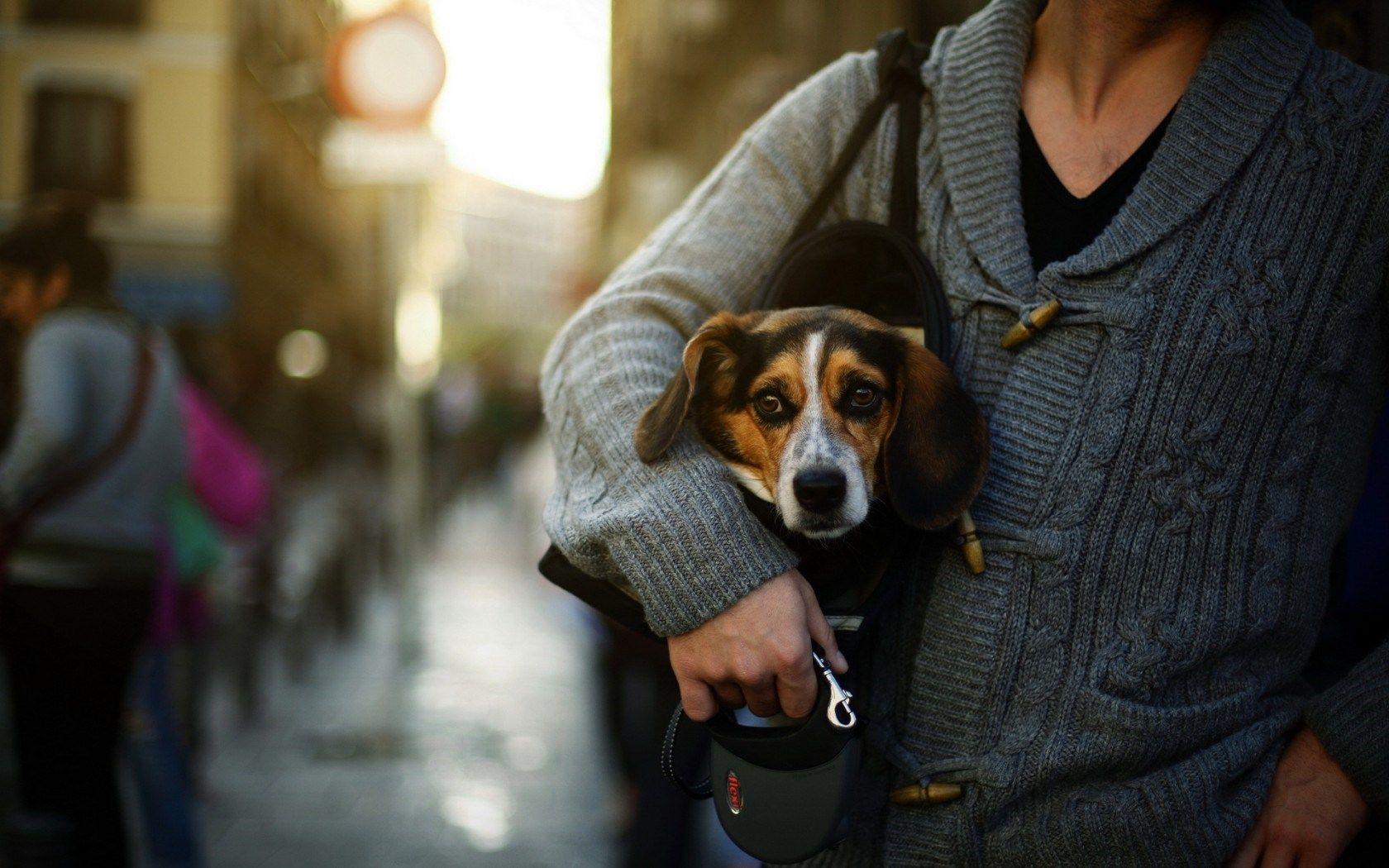 HD man and dog wallpapers  Peakpx