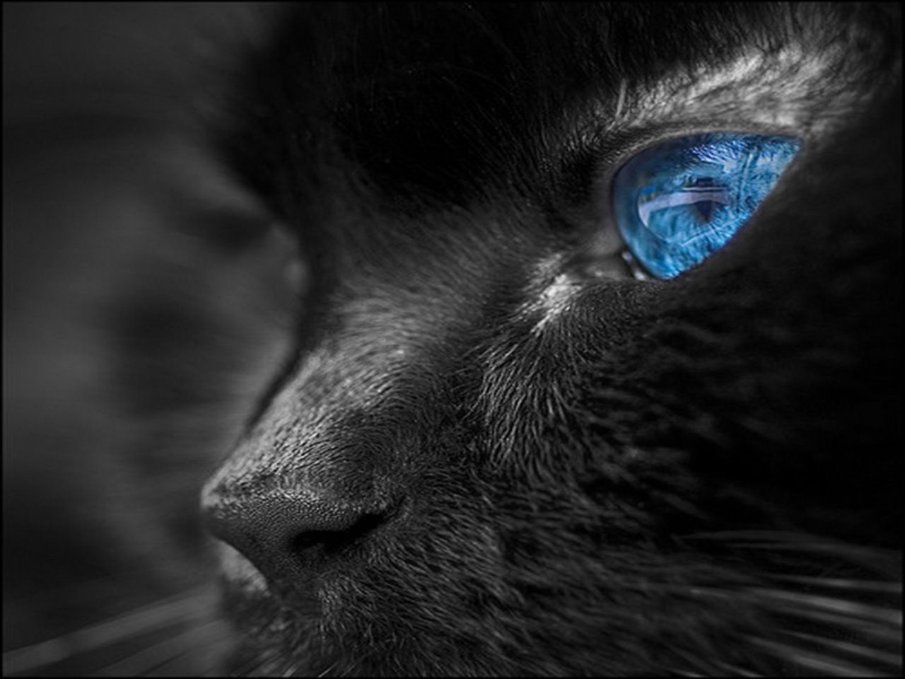 Blue Eyes Colors Wallpaper