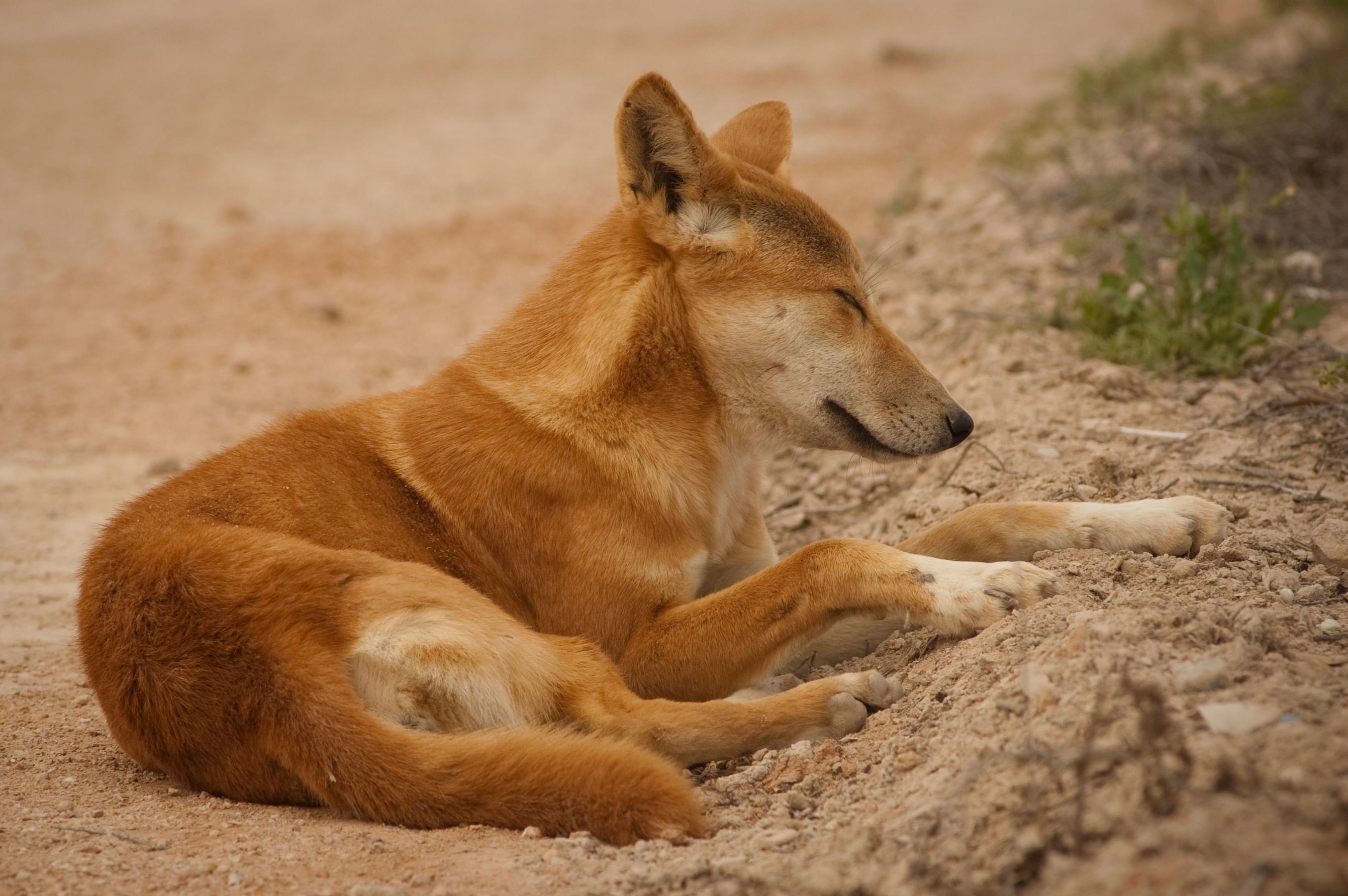 Dingo Wallpapers Wallpaper Cave