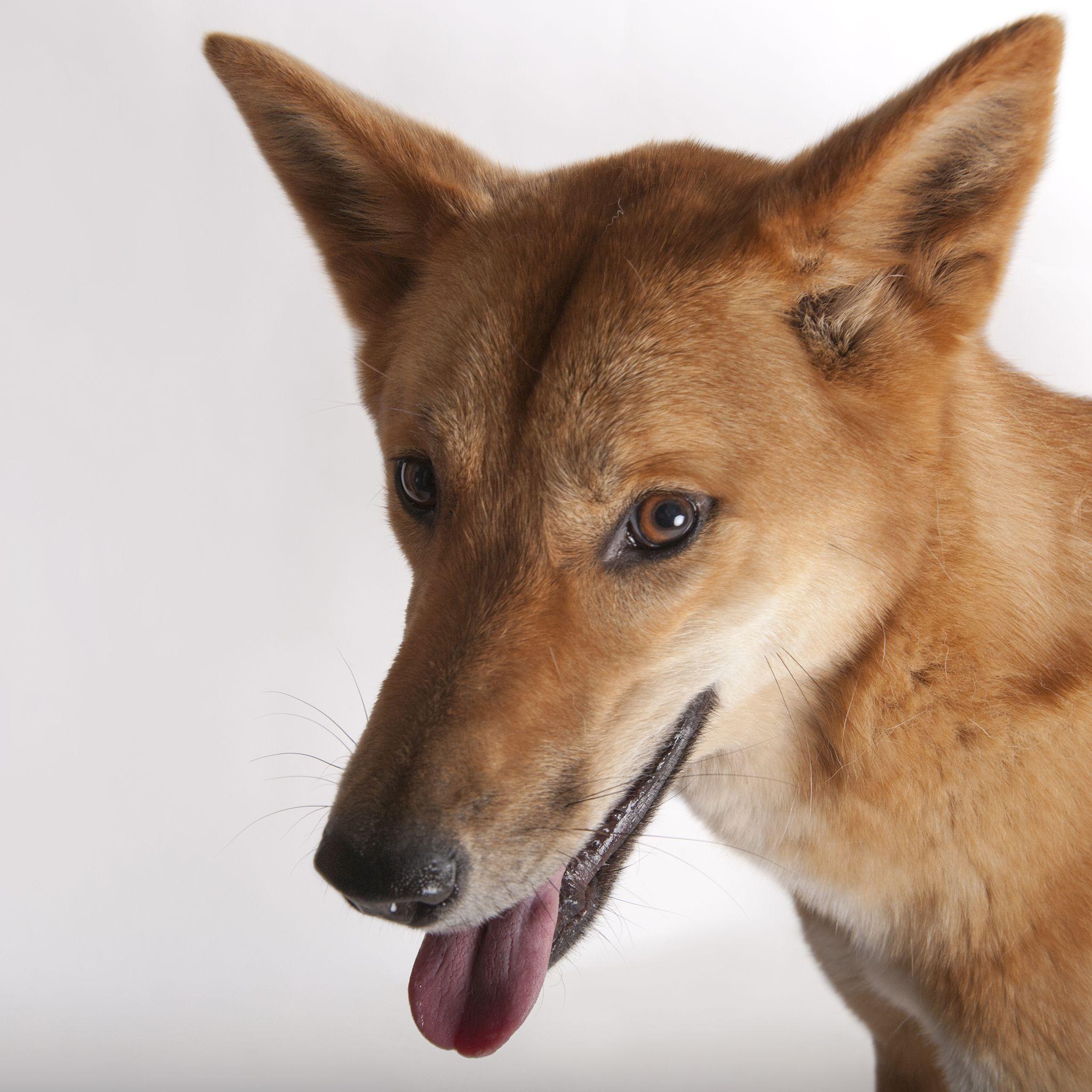 Dingo Wallpapers Wallpaper Cave