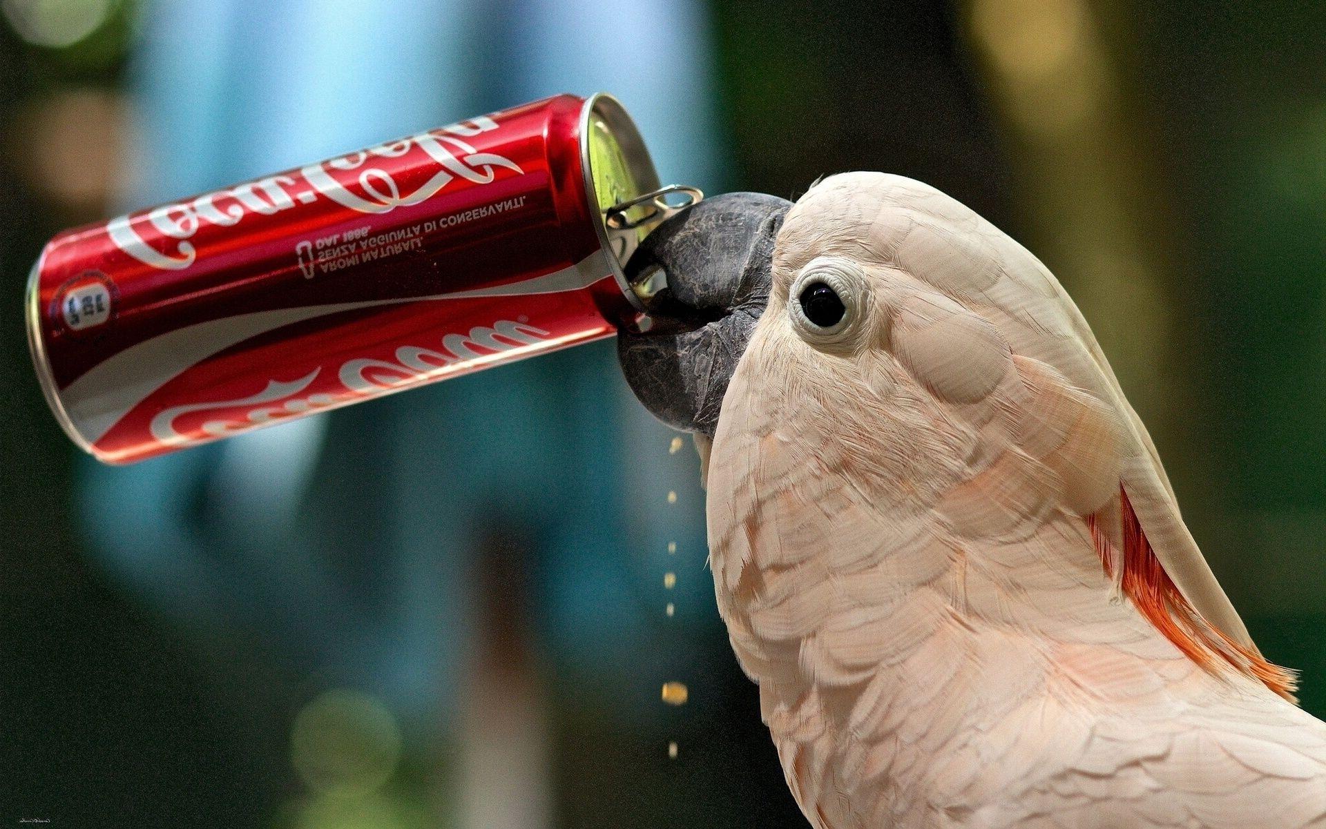 Parrot Drink Coca Cola Wallpaper HD / Desktop And Mobile Background
