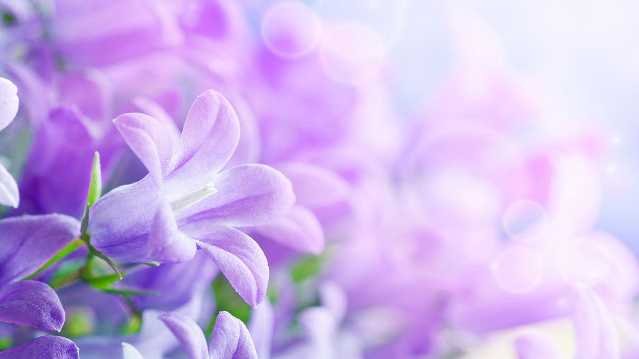 Lilac Flowers Live Wallpaper Apps on Google Play