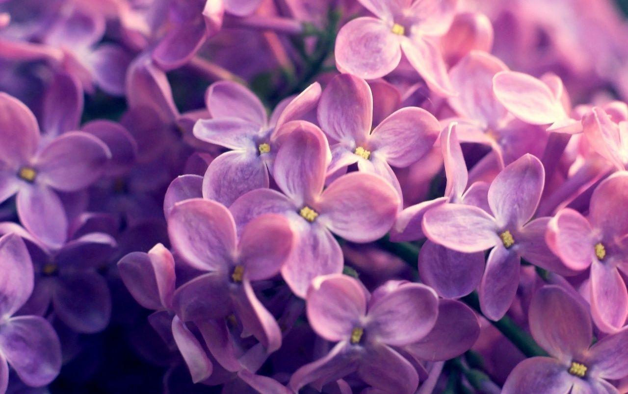 Lilac Flowers wallpaper. Lilac Flowers