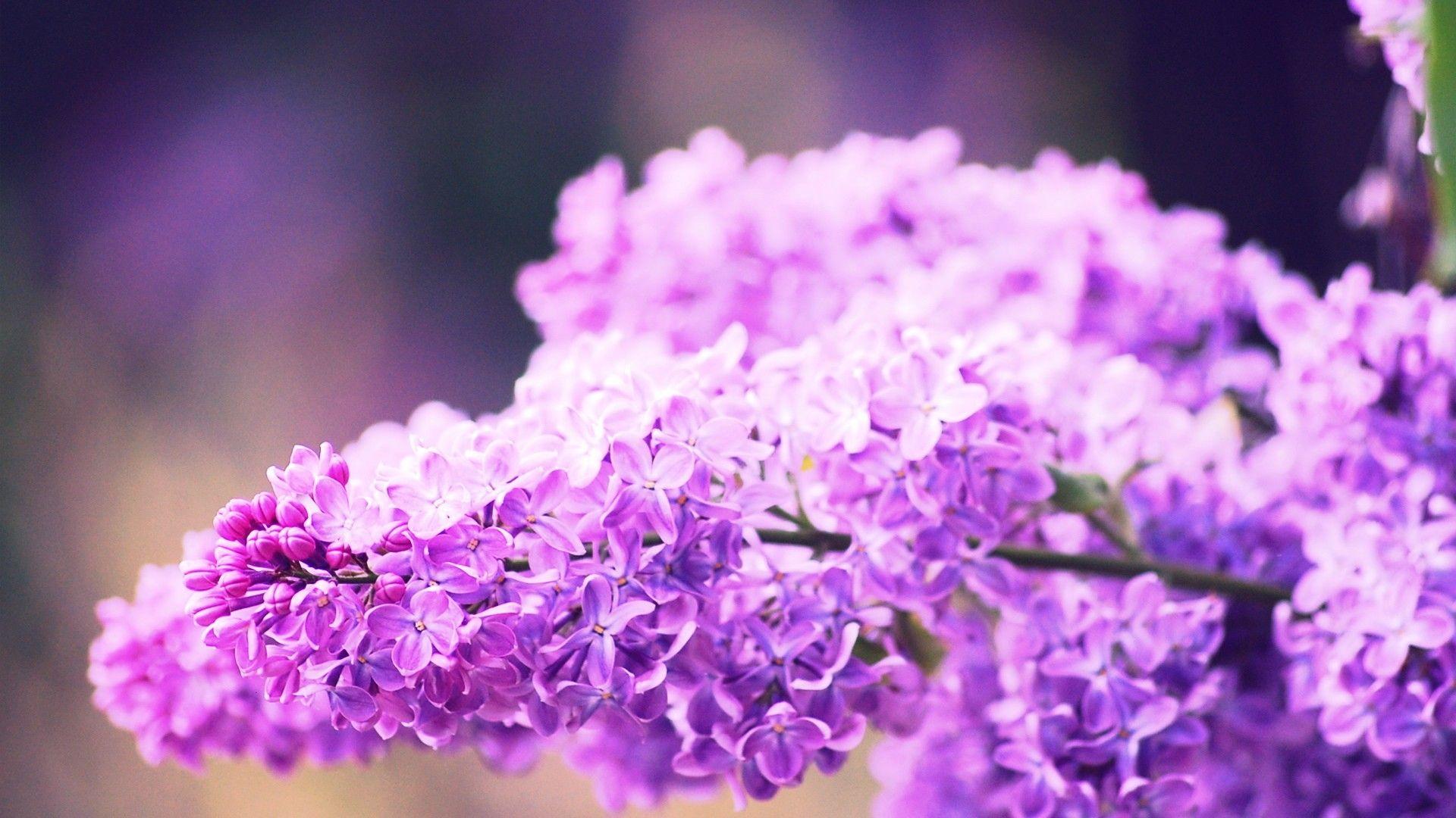 Flowers lilac pink wallpaper. PC