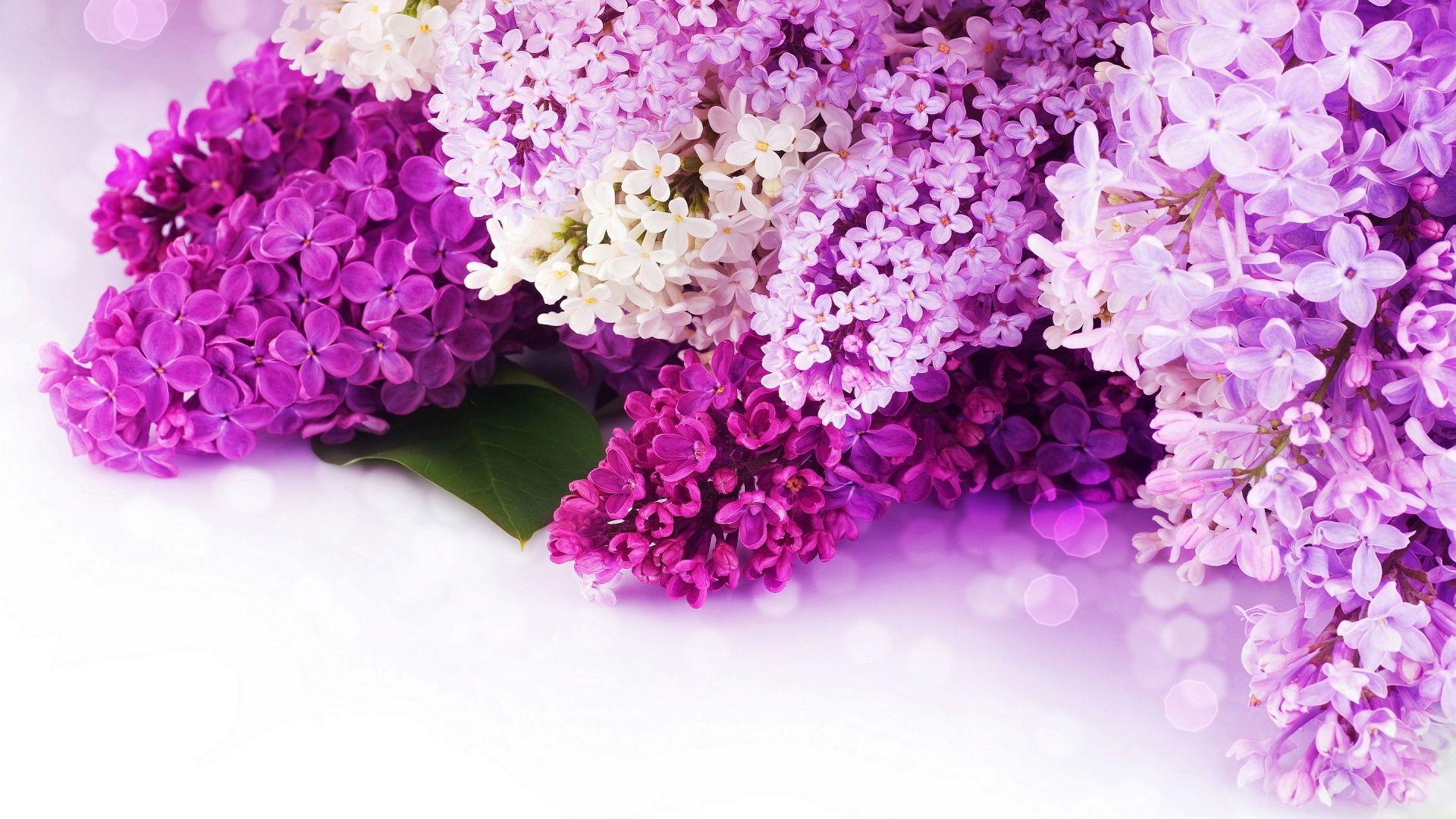 Fond d'écran fleur de lilas