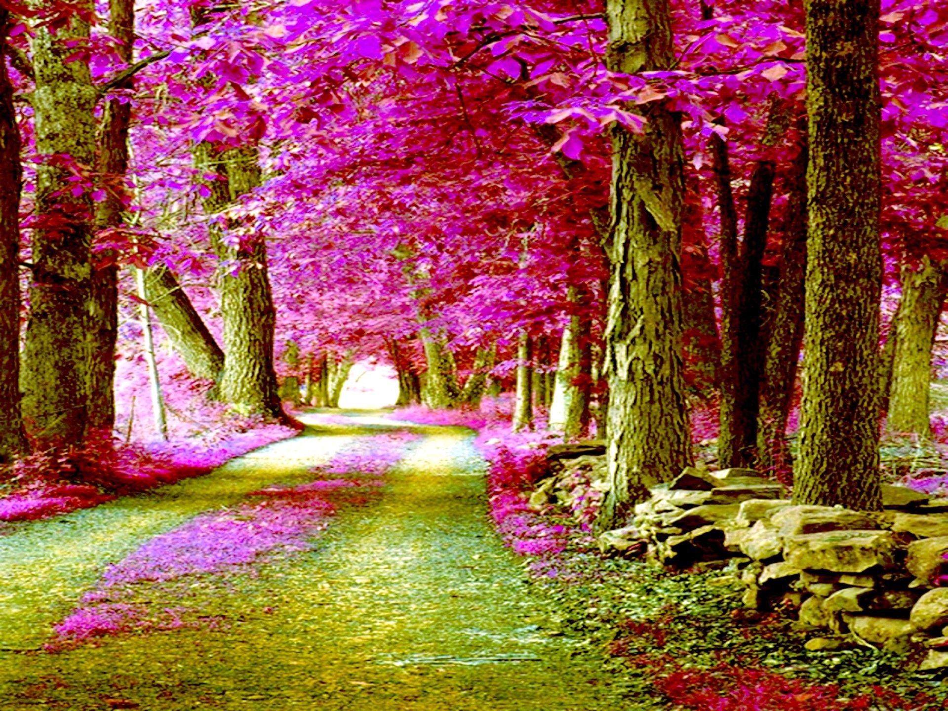 Forests: Pink Papel Forest Trees Lilas Spring Path Parede