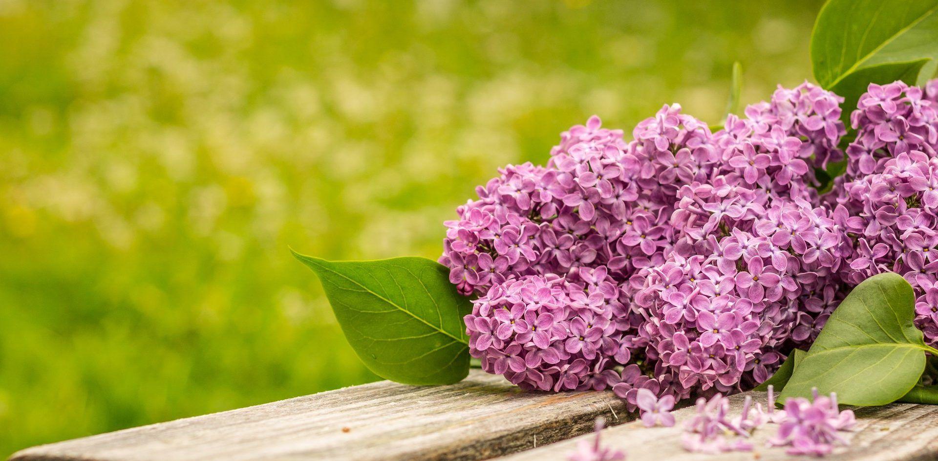 Flowers: Lilac Bouquet Purple Grass Life Wooden Table Lilas