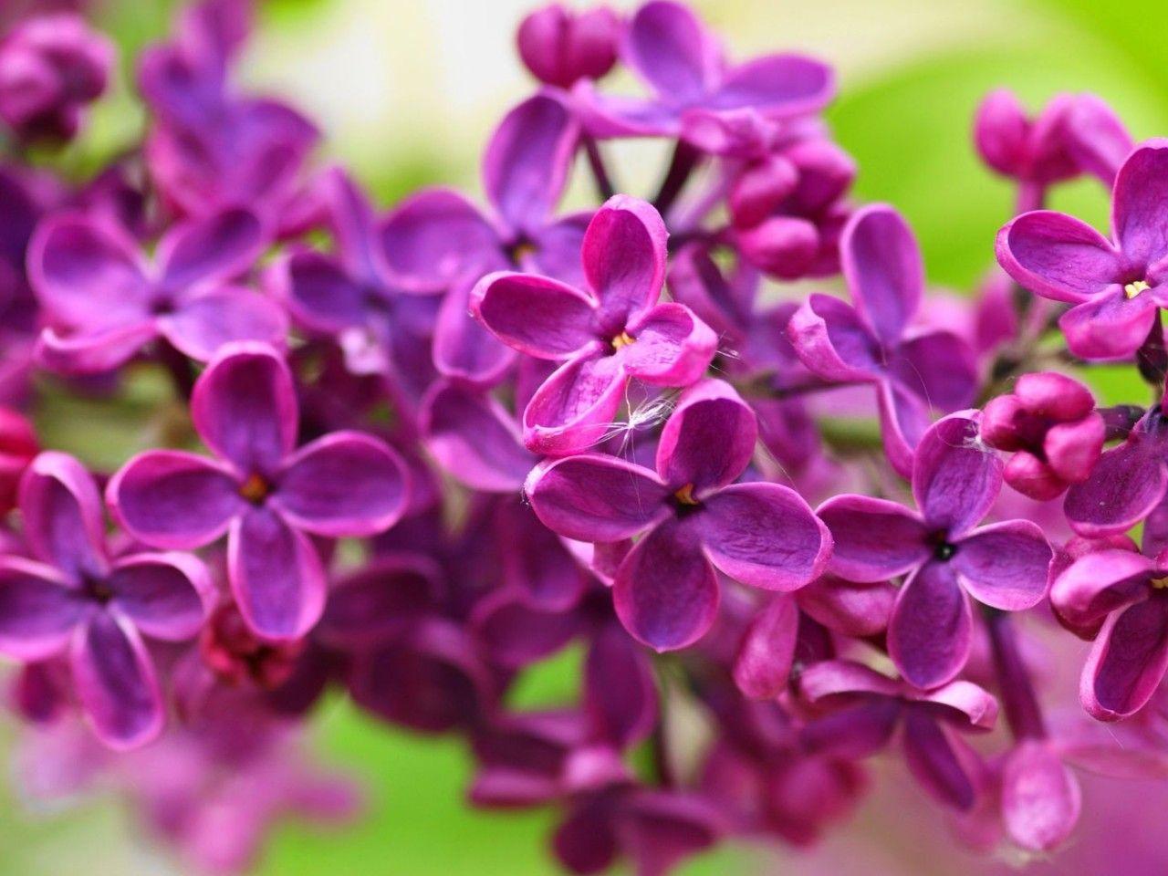 Lilac Flowers Wallpaper, HD Image Lilac Flowers Collection