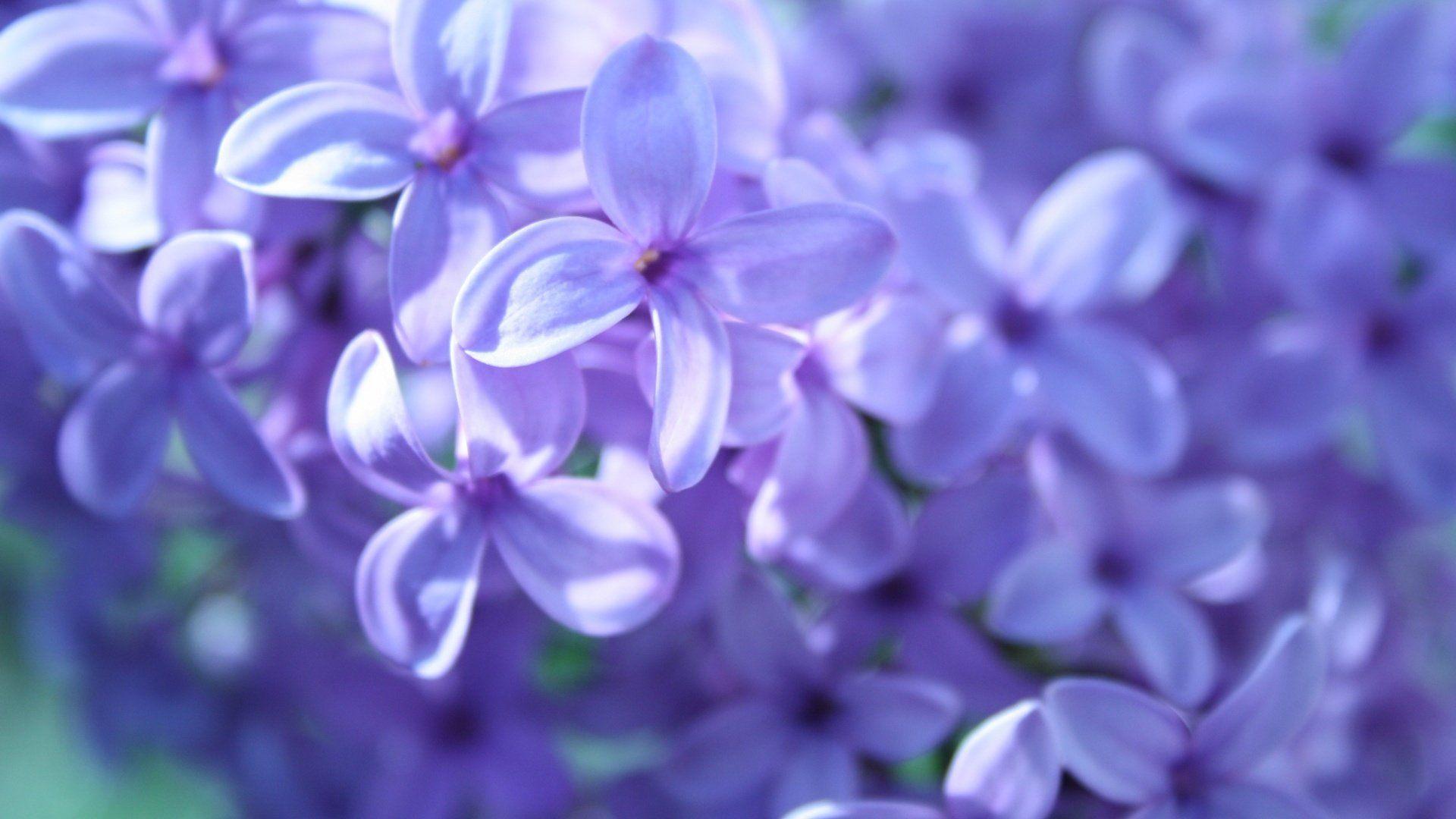 Ultra HD Lilac Flowers 4K (1440x900 px)