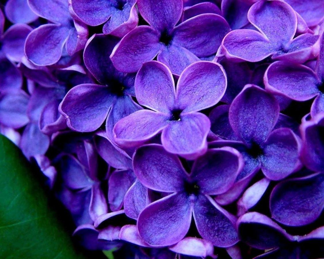 Lilas Wallpaper Android sur Google Play