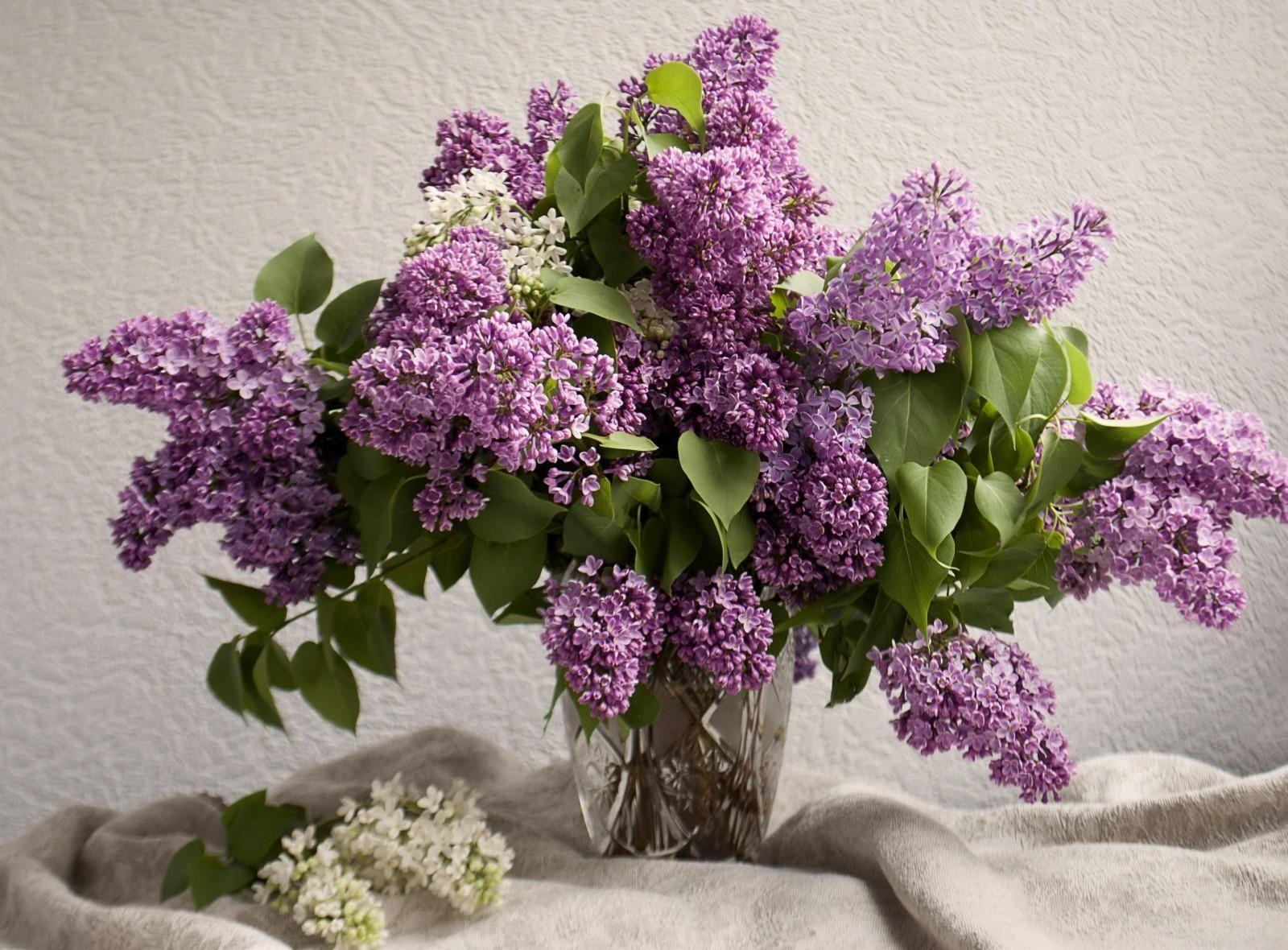 Wallpaper Lilacs, Bouquet, Vase, Spring, Mood HD, Picture, Image