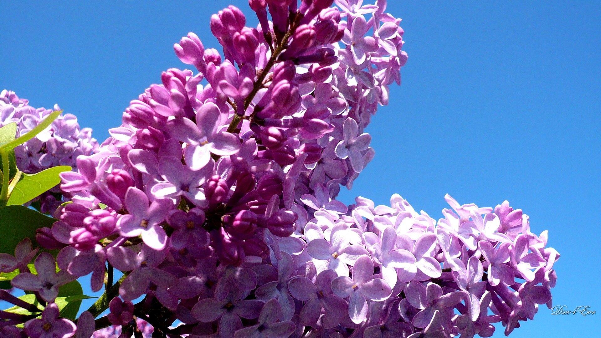 Flower: Early Lilac Floral Sky Washington Flower Earlay Wallpaper
