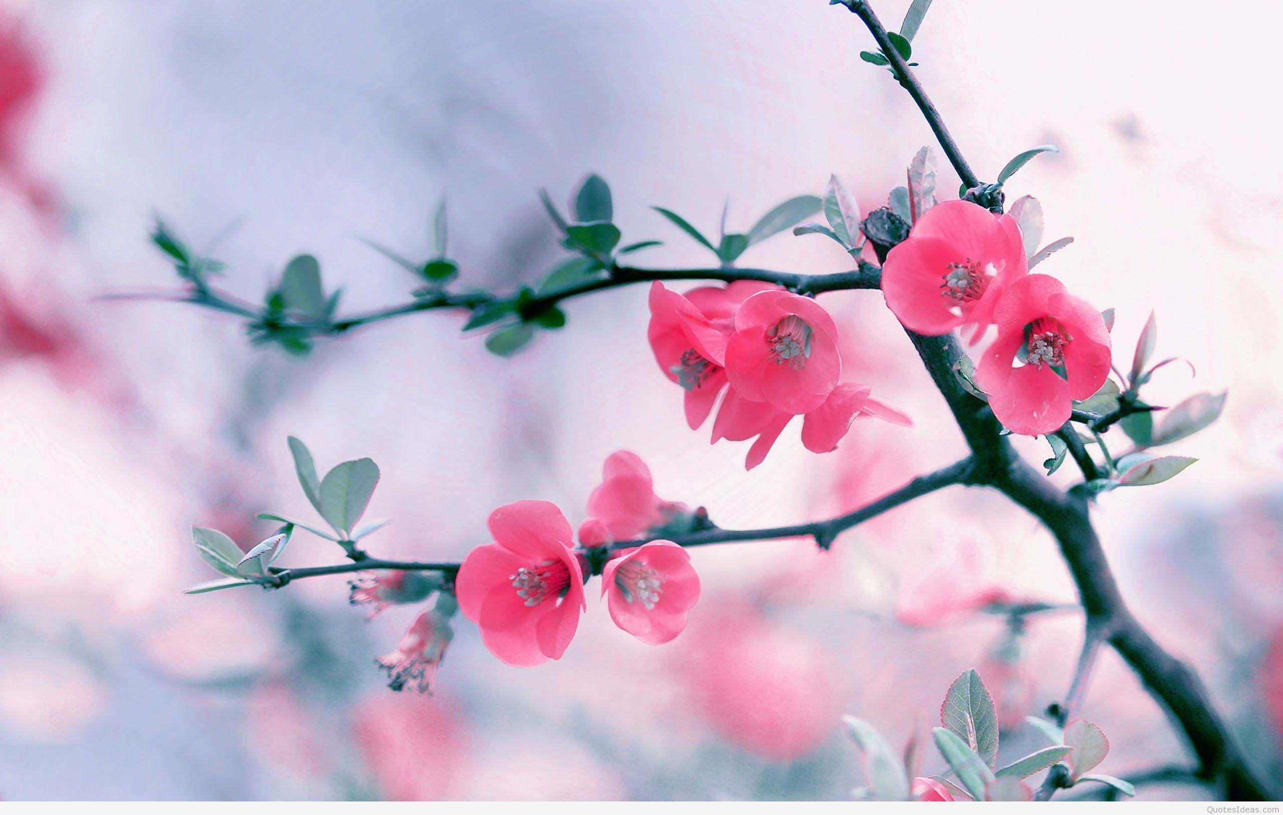 First day of Spring. Wallpaper For Desktop. First