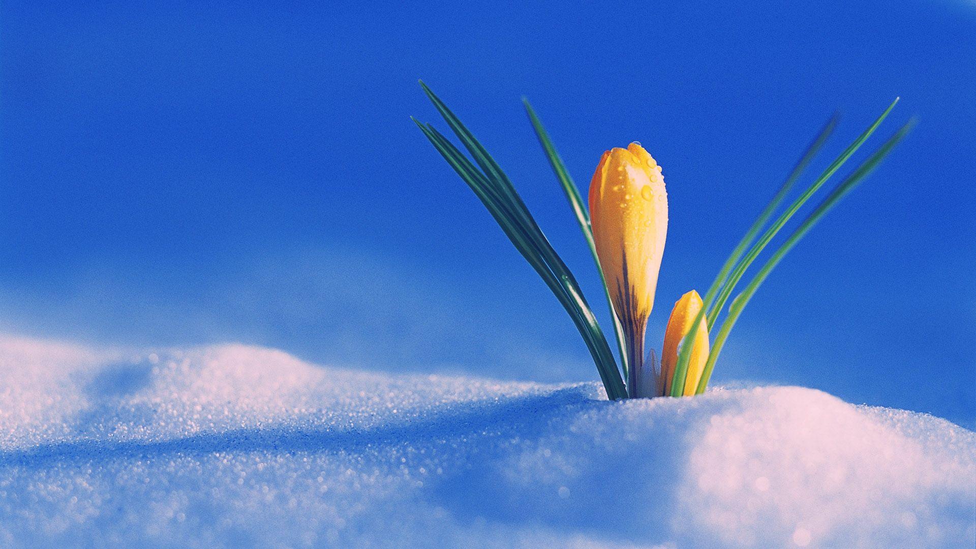 The First Day Of Spring Wallpaper For 1920x1080 Hdtv 1080p 607 15