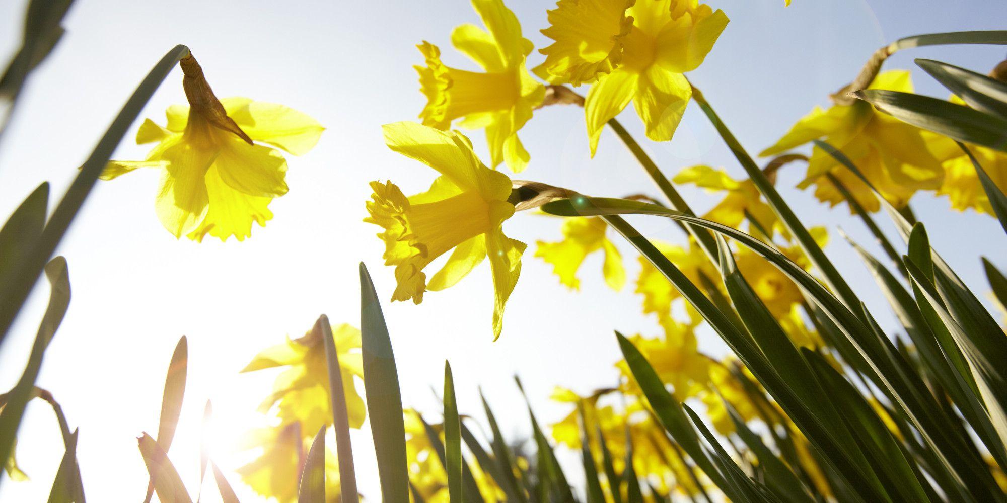 First Day Of Spring 2014 Arrives On Thursday, March 20