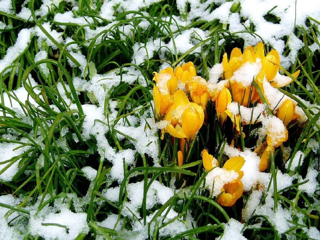 Flowers: Day Winter Flowers Snow Spring First Nature Wallpaper