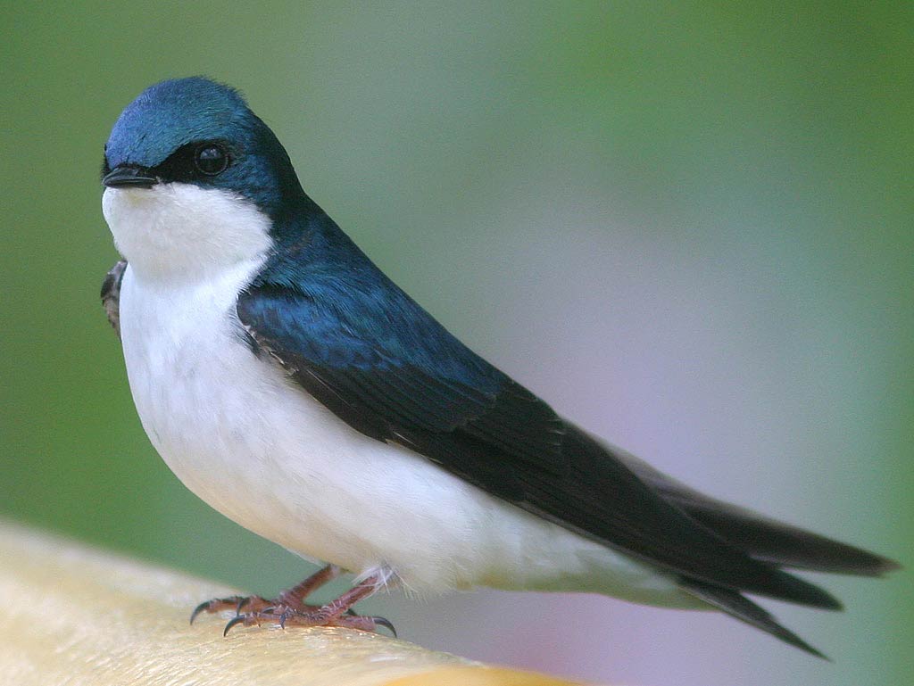 Swallow Wallpapers - Wallpaper Cave