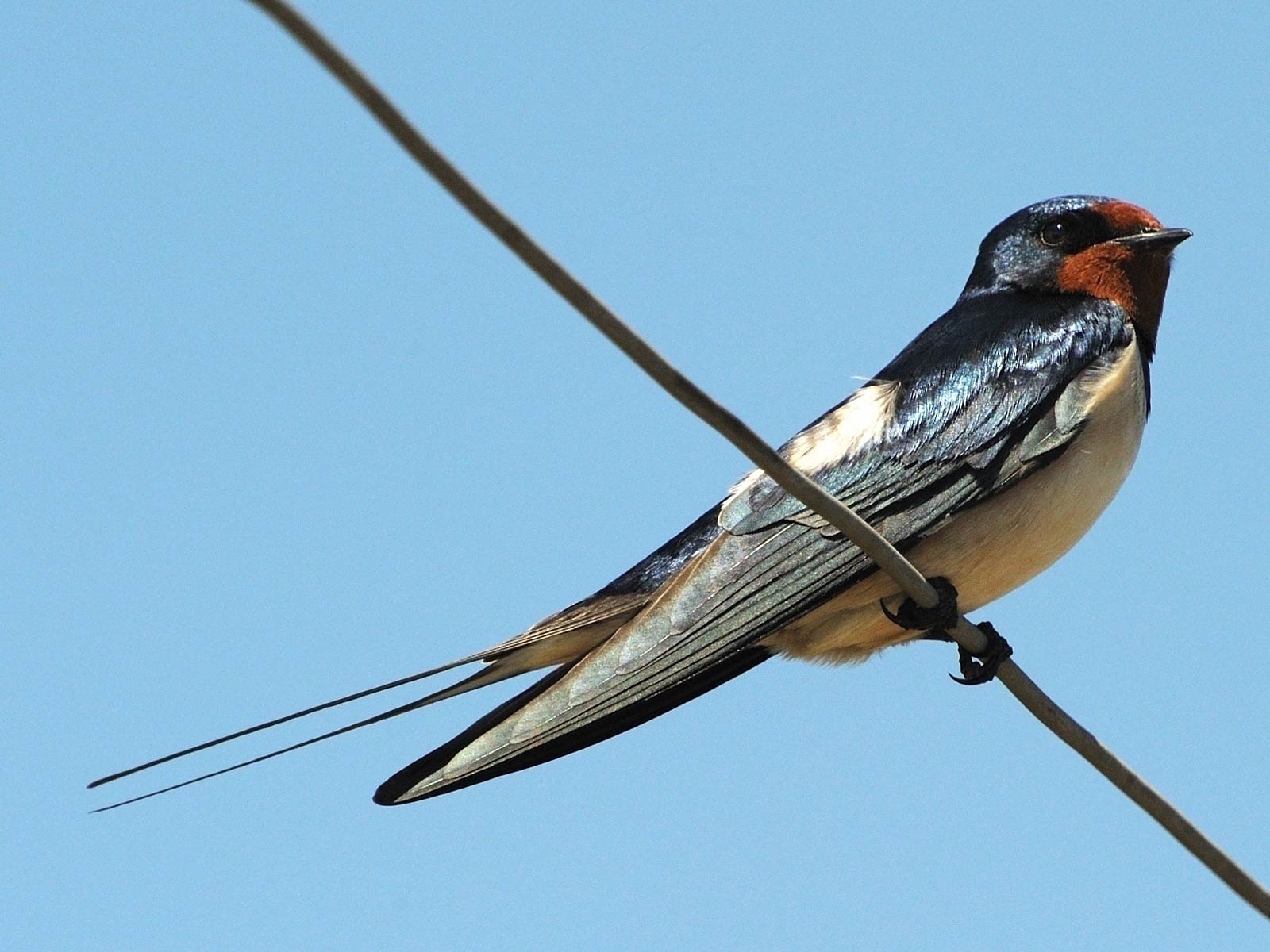 Swallow Wallpaper